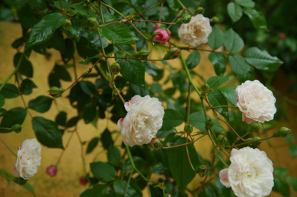 Felicite et Perpetue