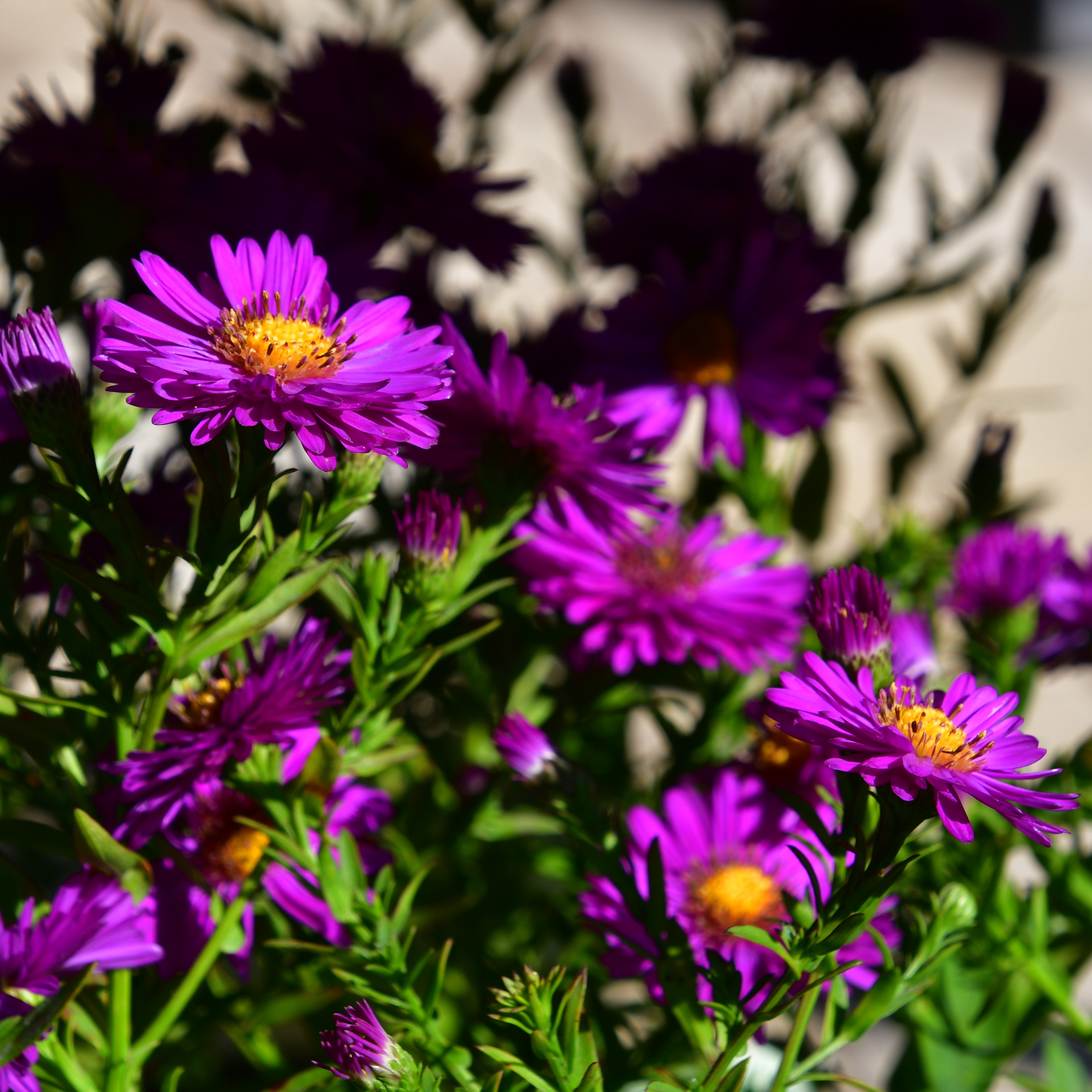 Aster dumosus 'Starlight' 1L