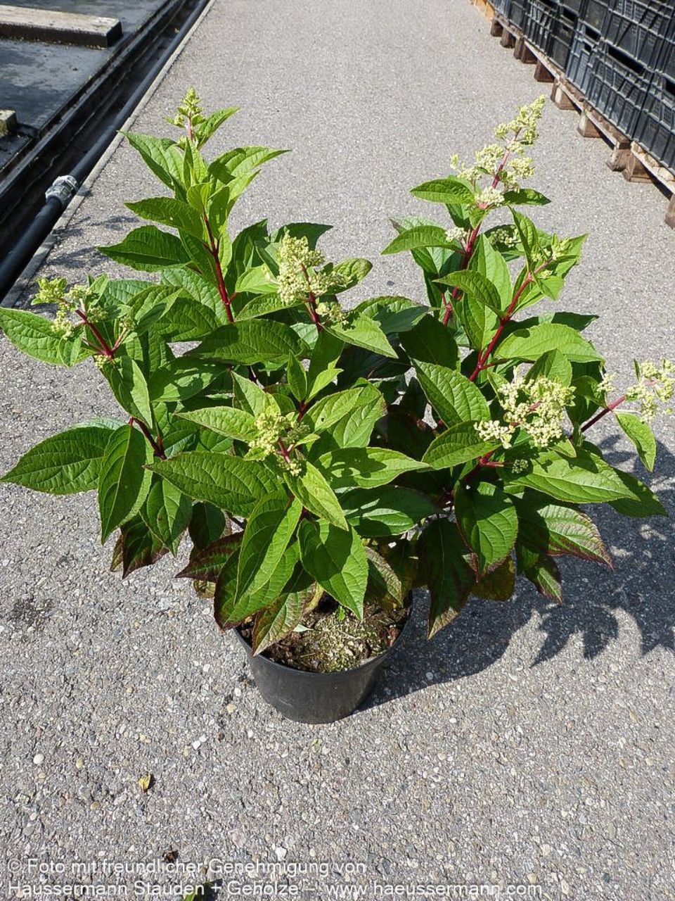Hydrangea paniculata 'Pinky Winky'