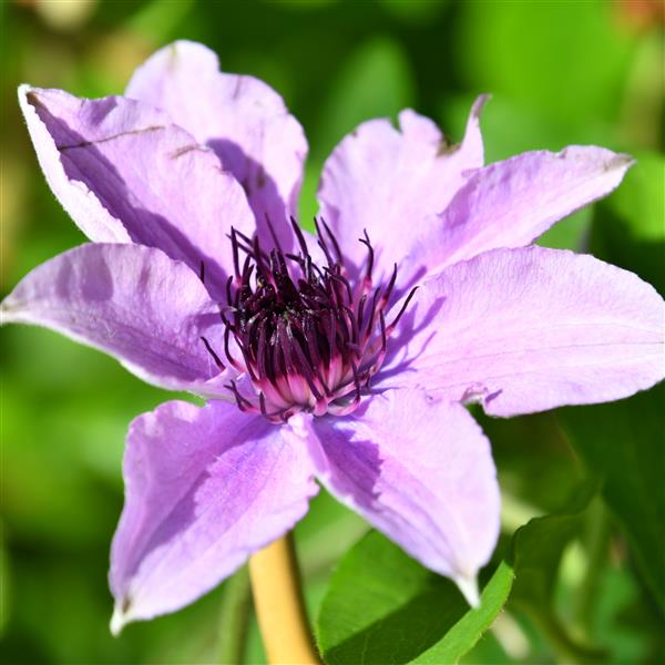 Clematis hybride Rosa Königskind