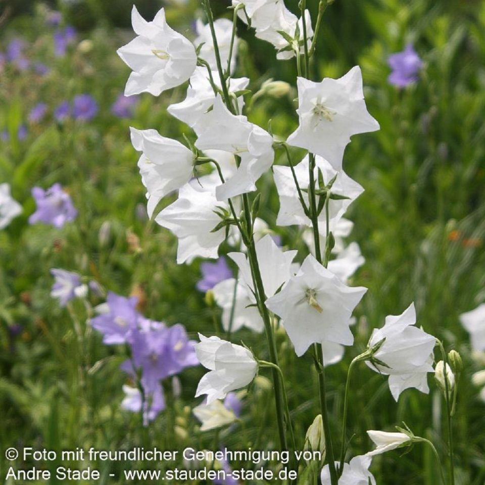 Campanula persicifolia ´Grandiflora Alba` 1L