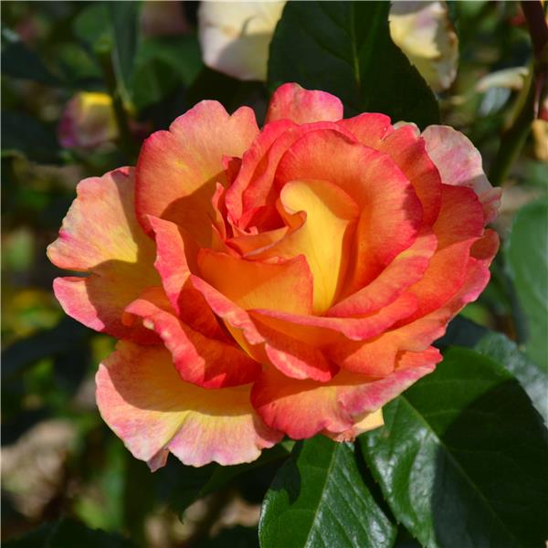 La Parisienne