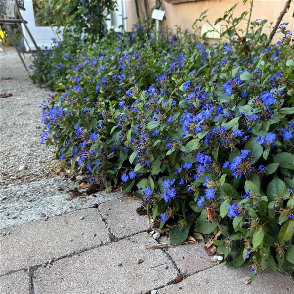 Ceratostigma plumbaginoides 0,5L