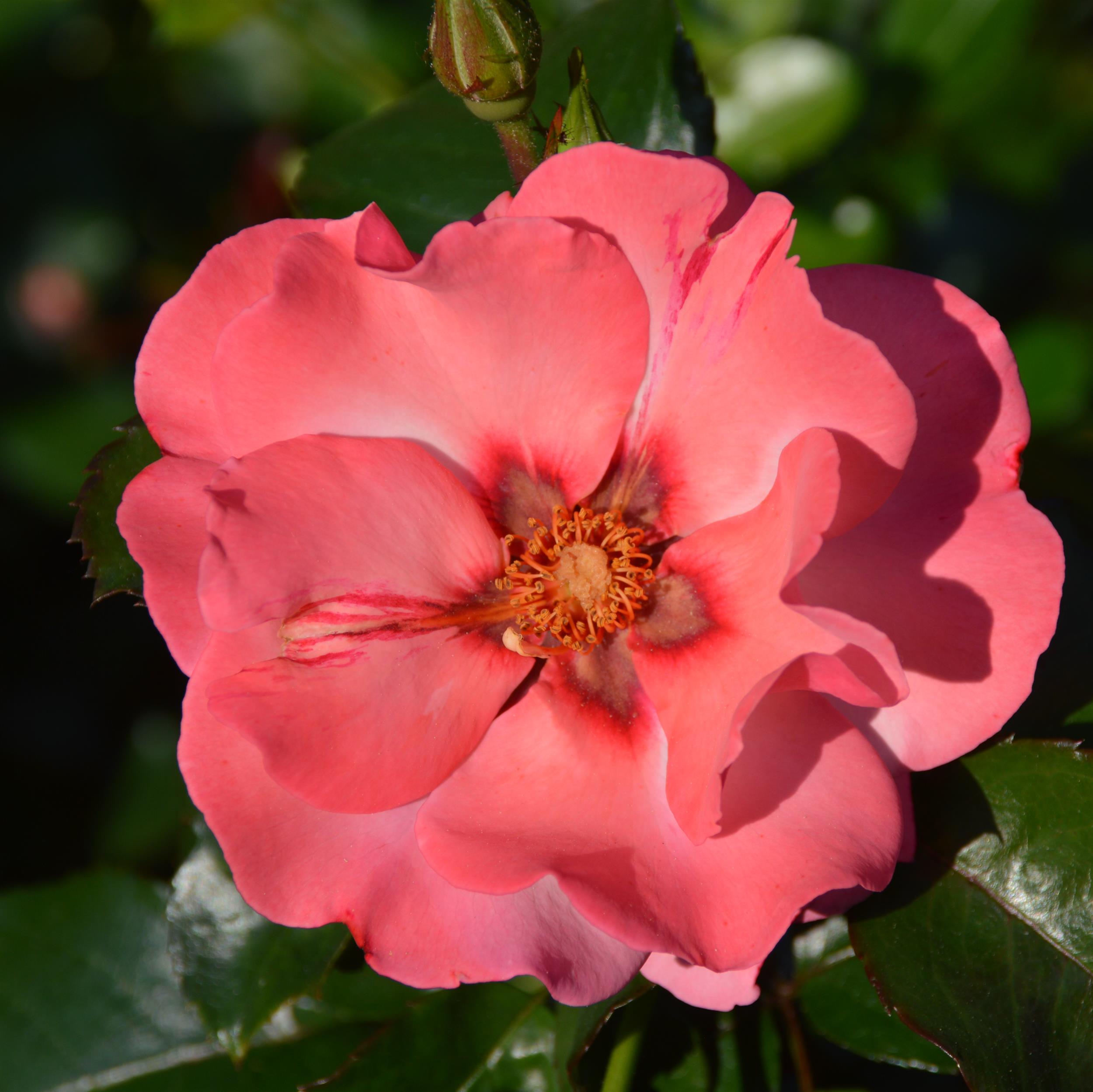 Alisar Princess of Phoenicia