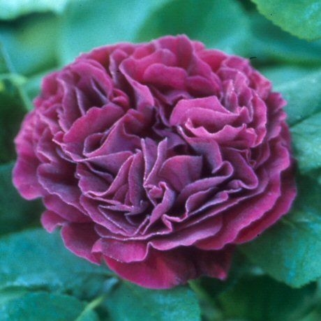 Souvenir du Docteur Jamain