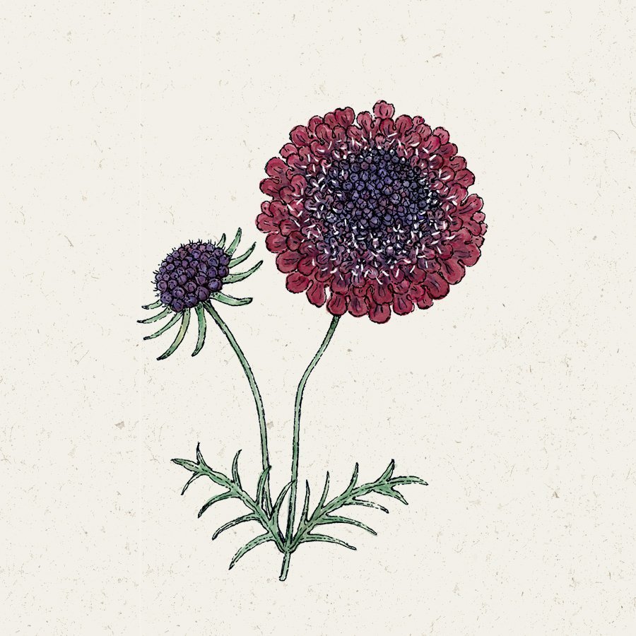 Scabiosa atropurpurea 'Black Knight' (Skabiose)