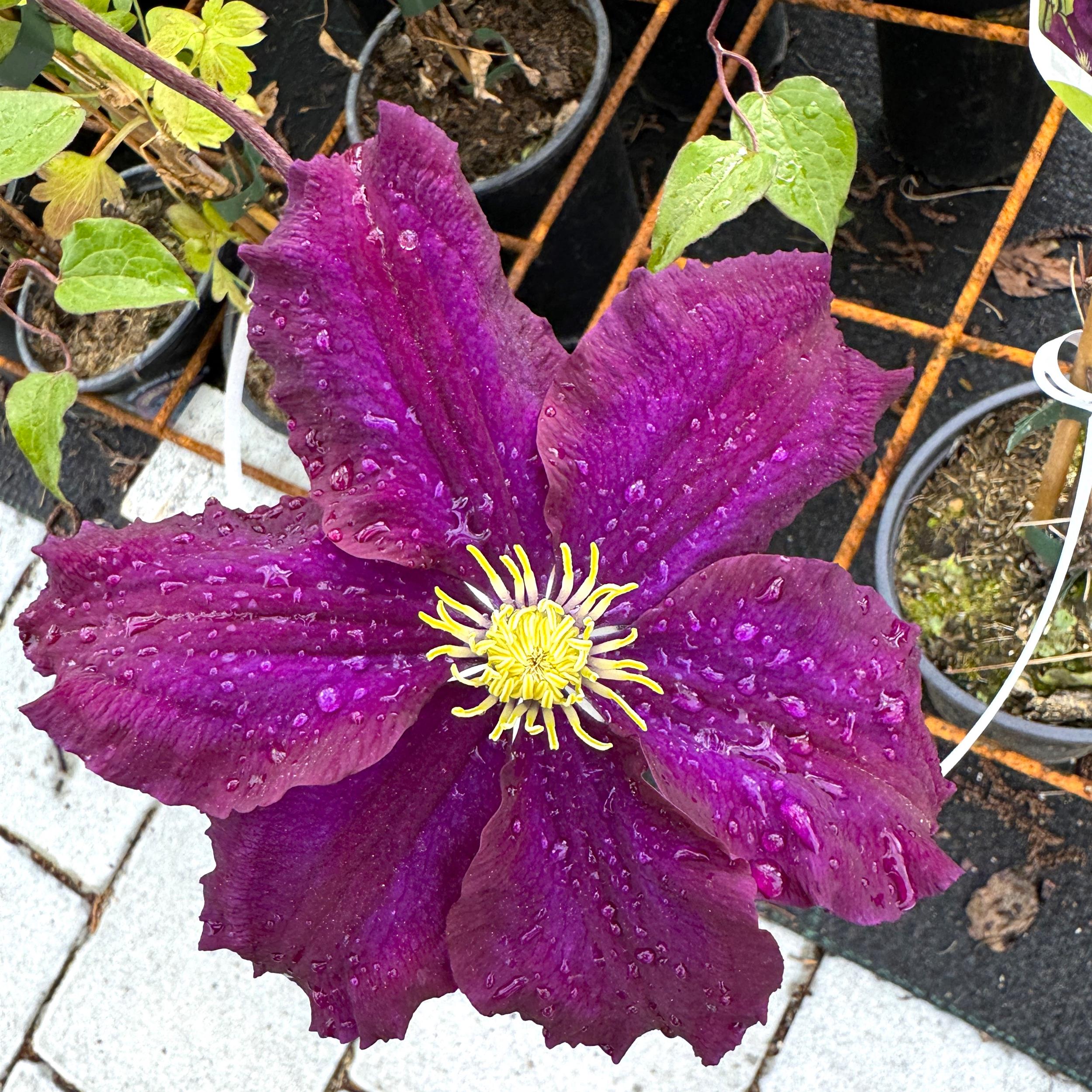 Clematis Warszawska Nike