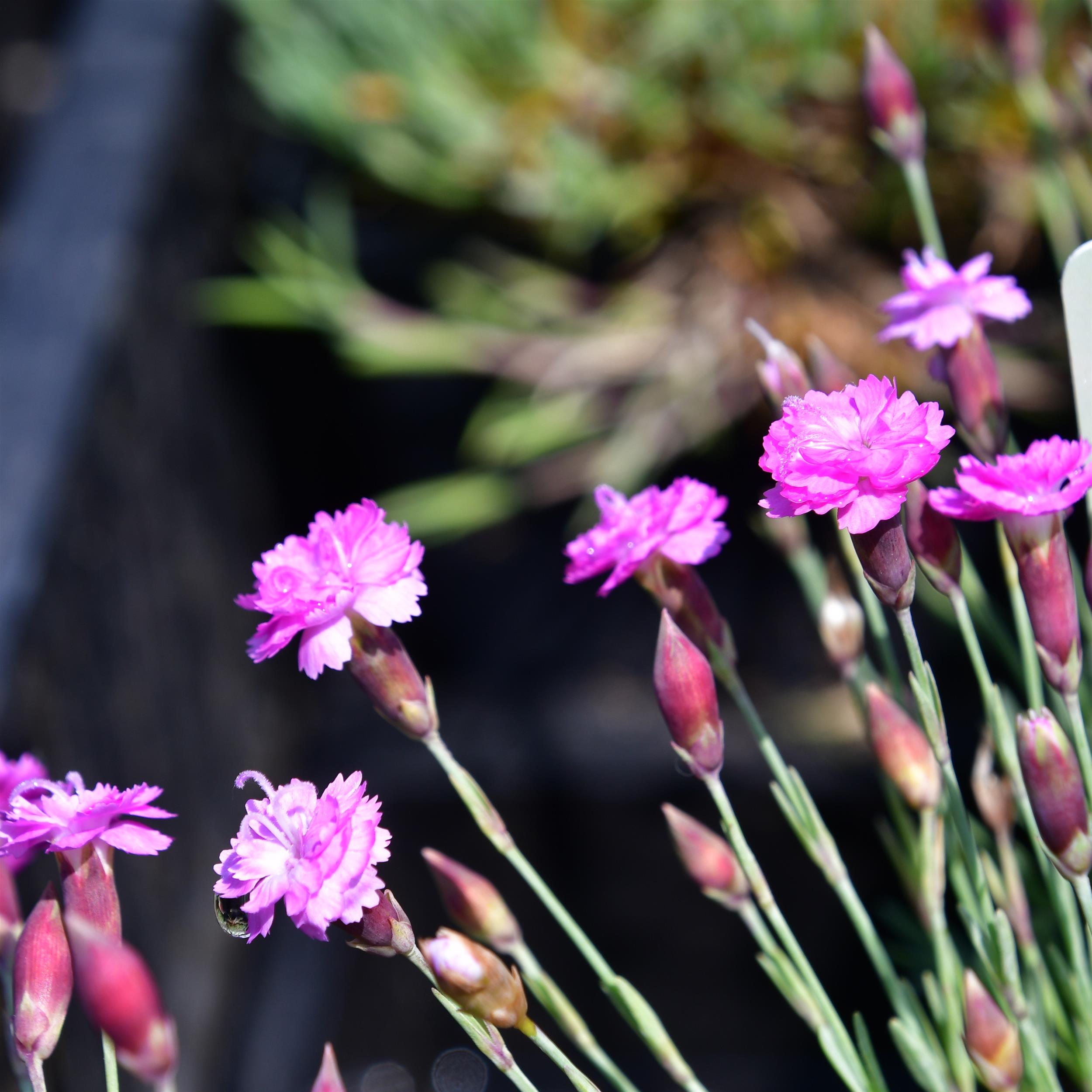 Dianthus Grat.-Hybr. ´Pink Jewel` P1