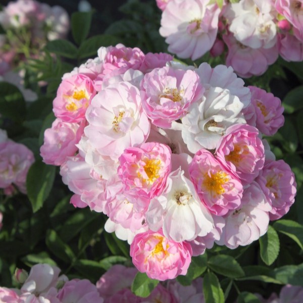 Blush Rambler