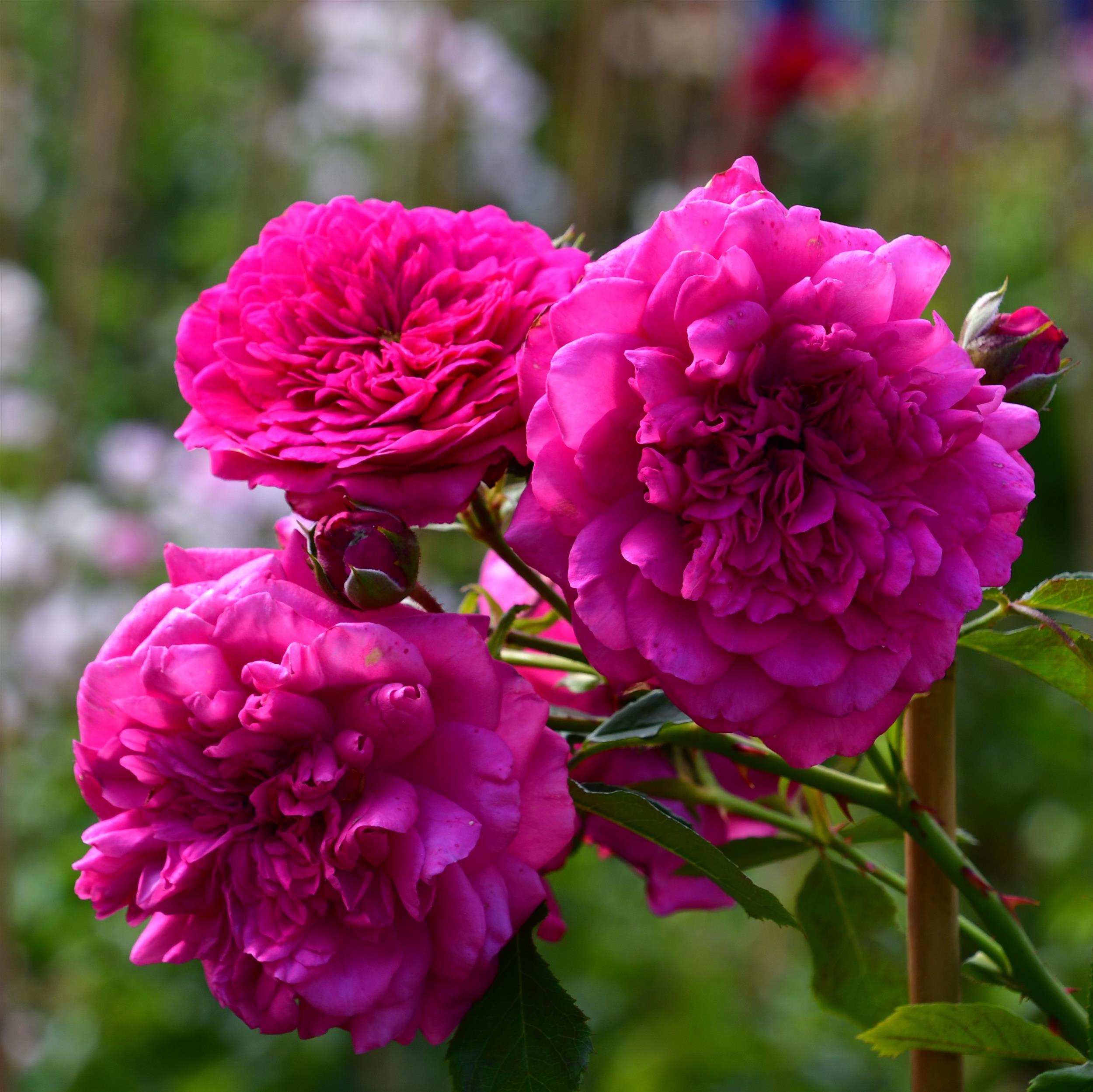 Laguna