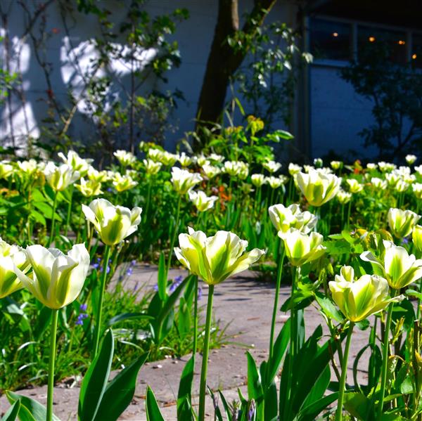 Tulpe Spring Green
