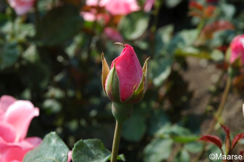 The Queen Elizabeth Rose - Stammrose 90 cm