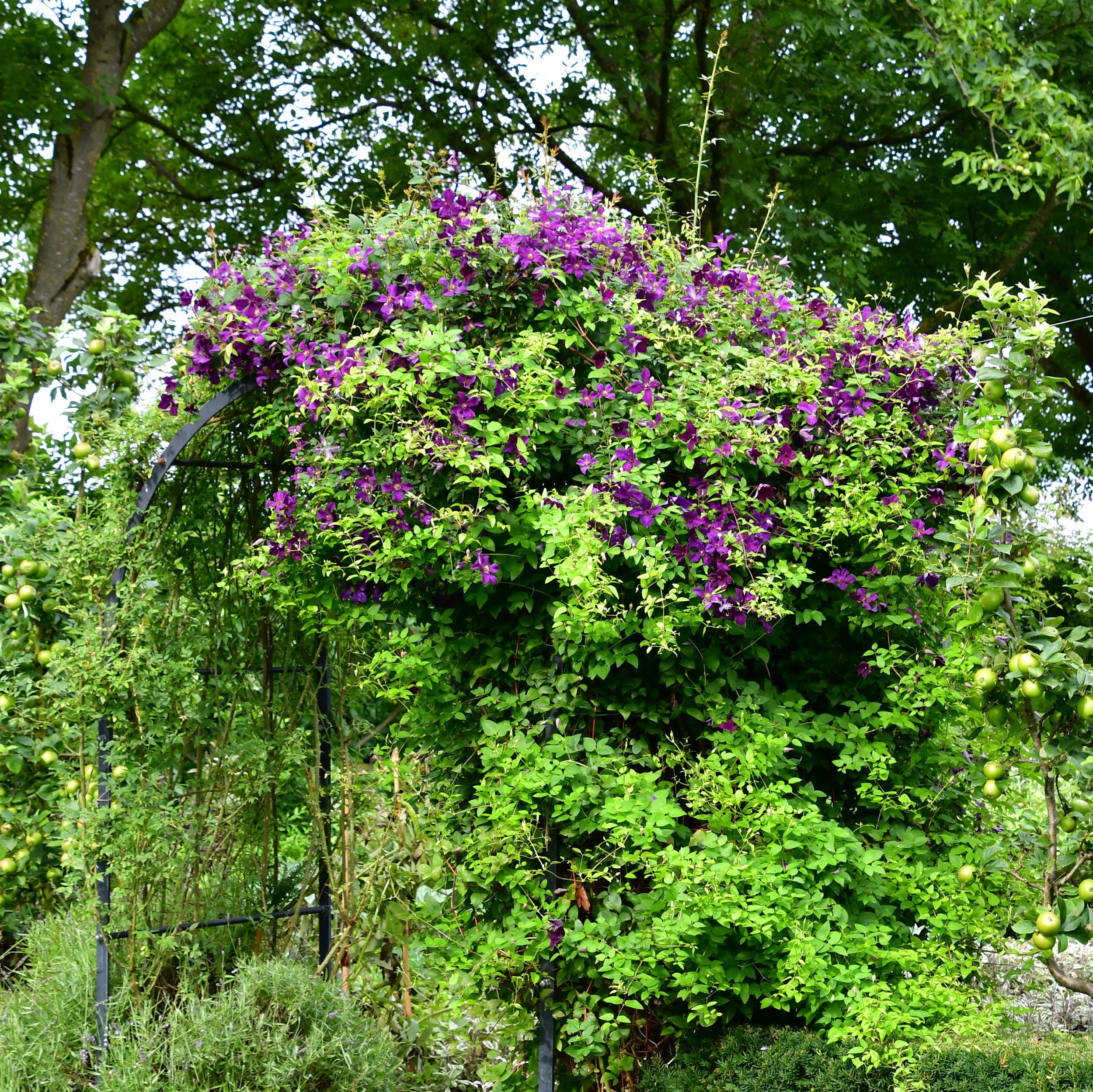 Clematis vitic.polish Spirit