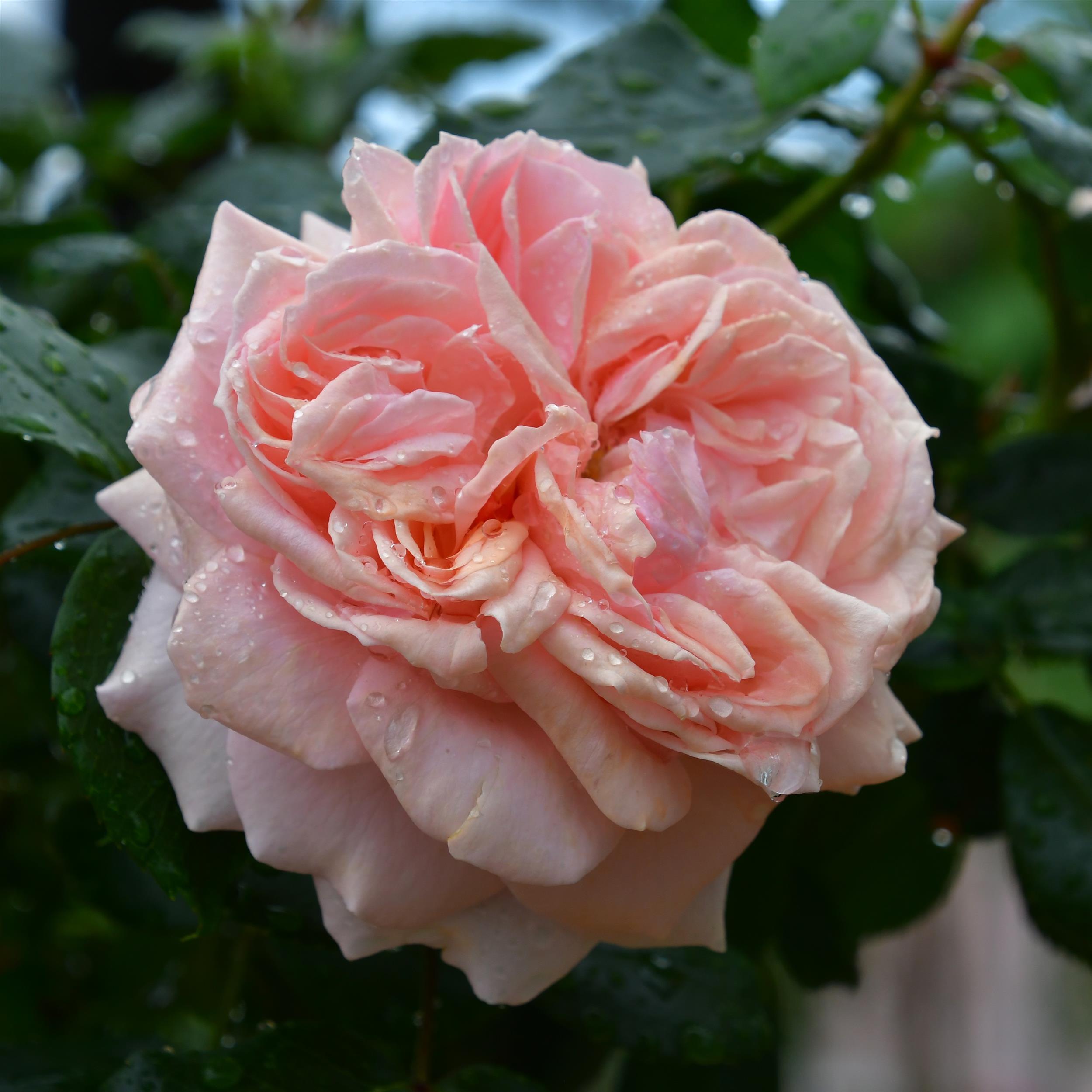 Garden of Roses/ Joie de vivre