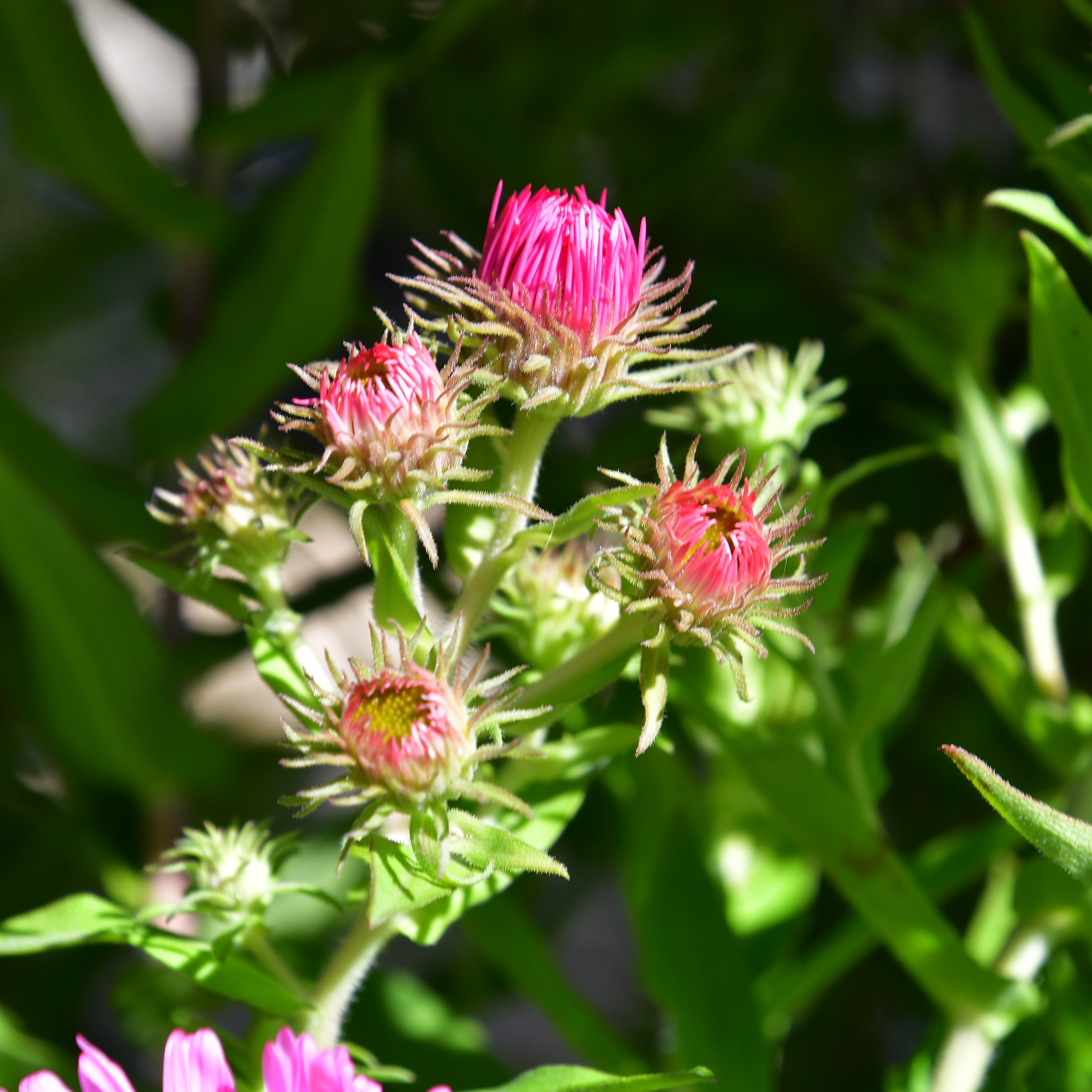 Aster novae-angliae 'Purple Dome' 1L