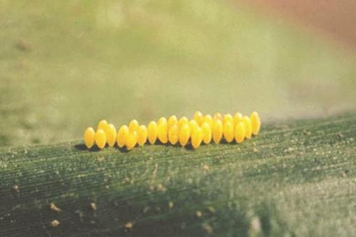 30 Marienkäfer Adalia bipunctata Larven  für 10m²