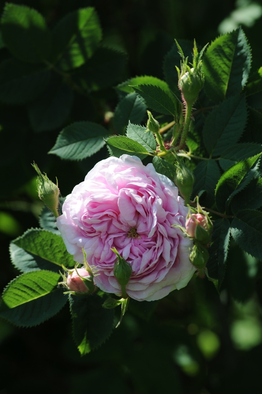 Königin von Dänemark