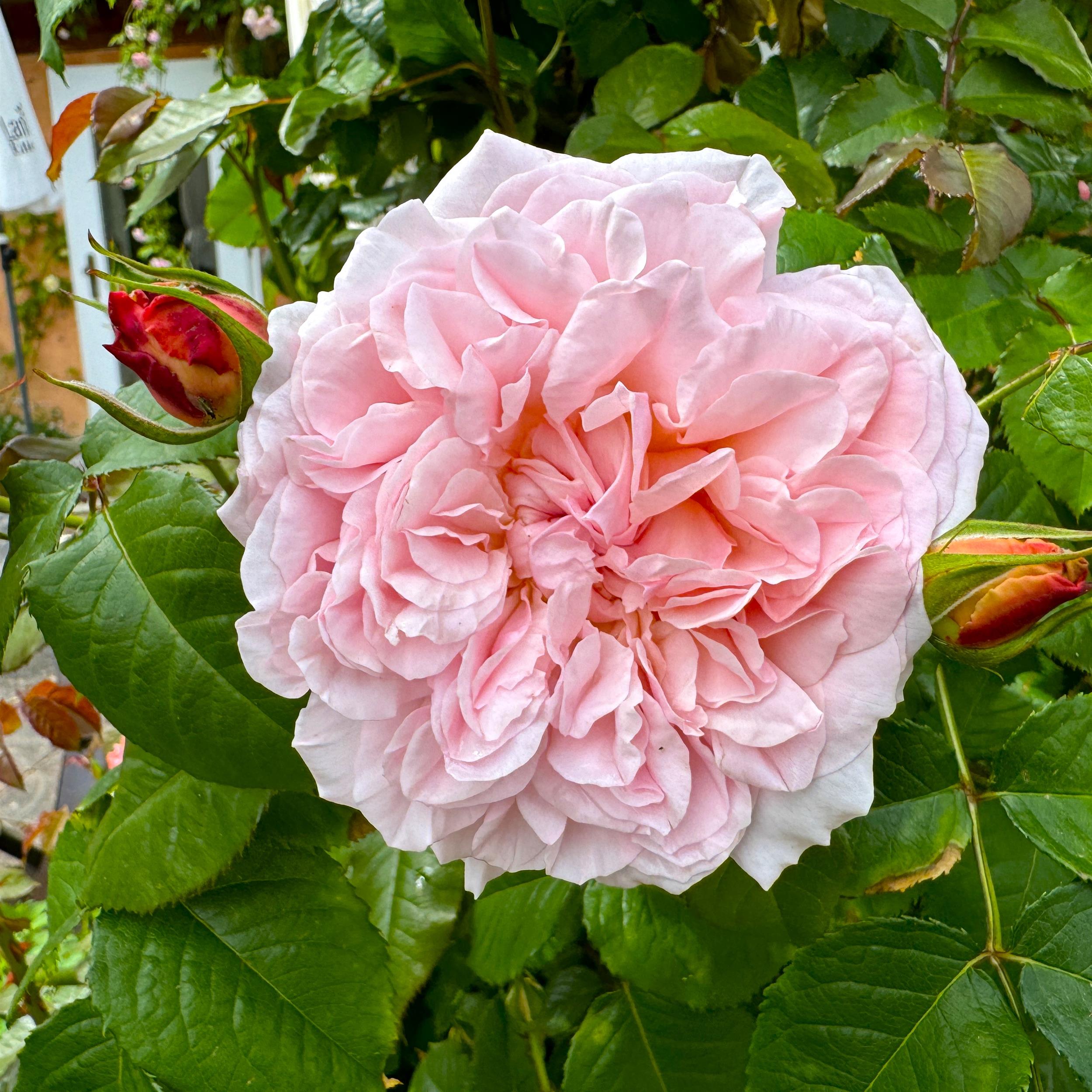 Rose de Tolbiac