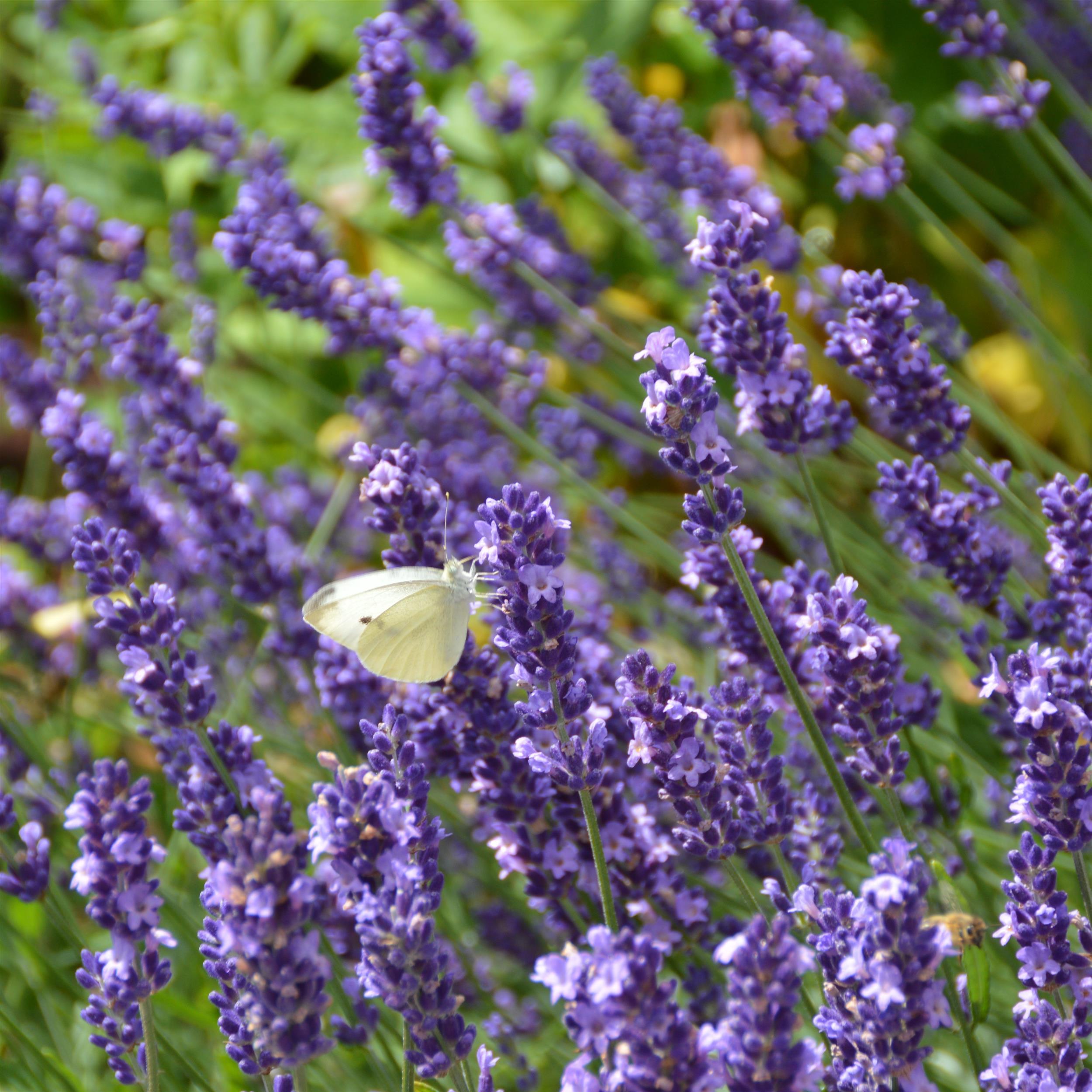 Lavandula angustifolia ´Hidcote Blue` 2L