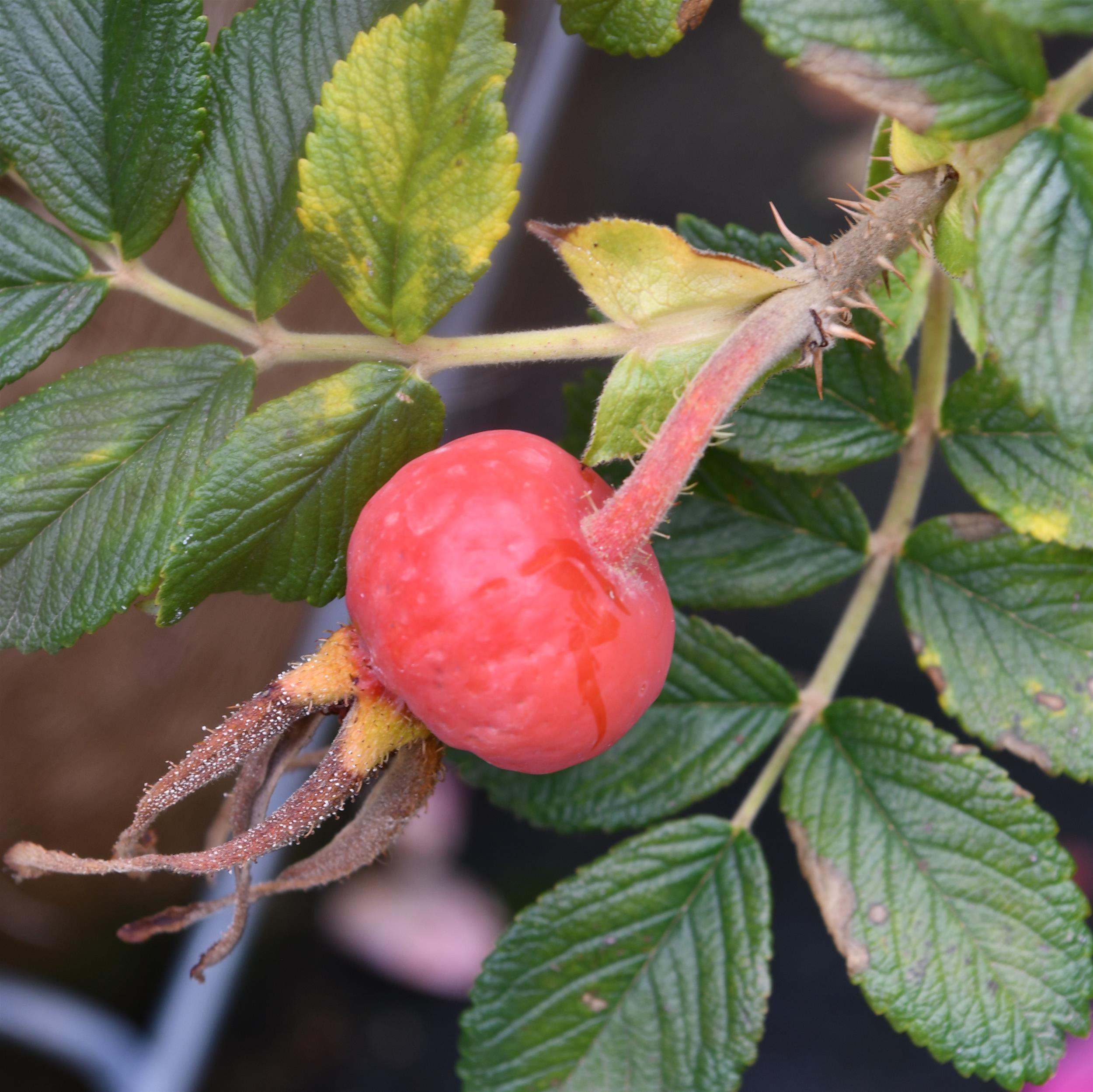 3 x Frau Dagmar Hartopp im Bio-Container -