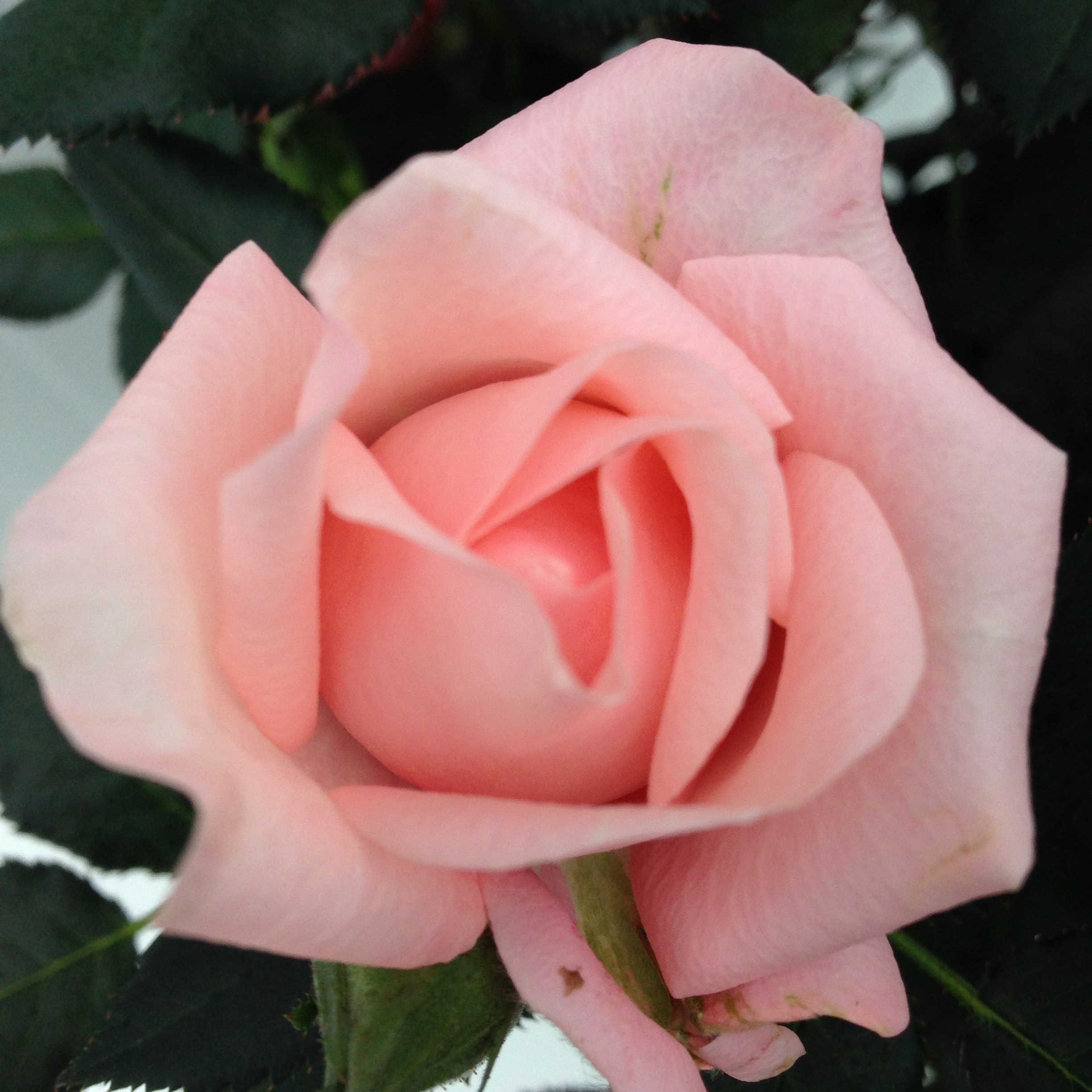 Sweet Love Forever