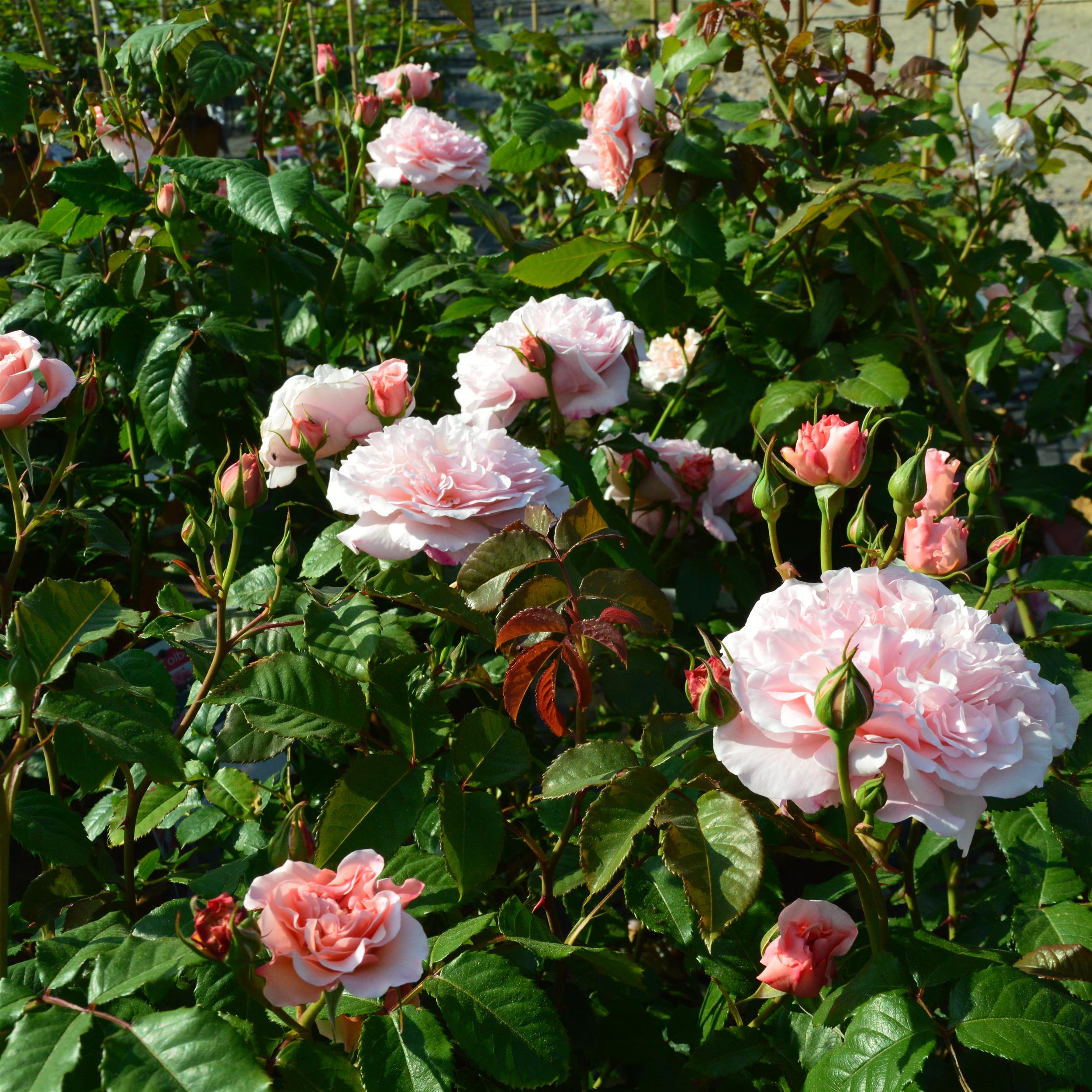 Rose de Tolbiac