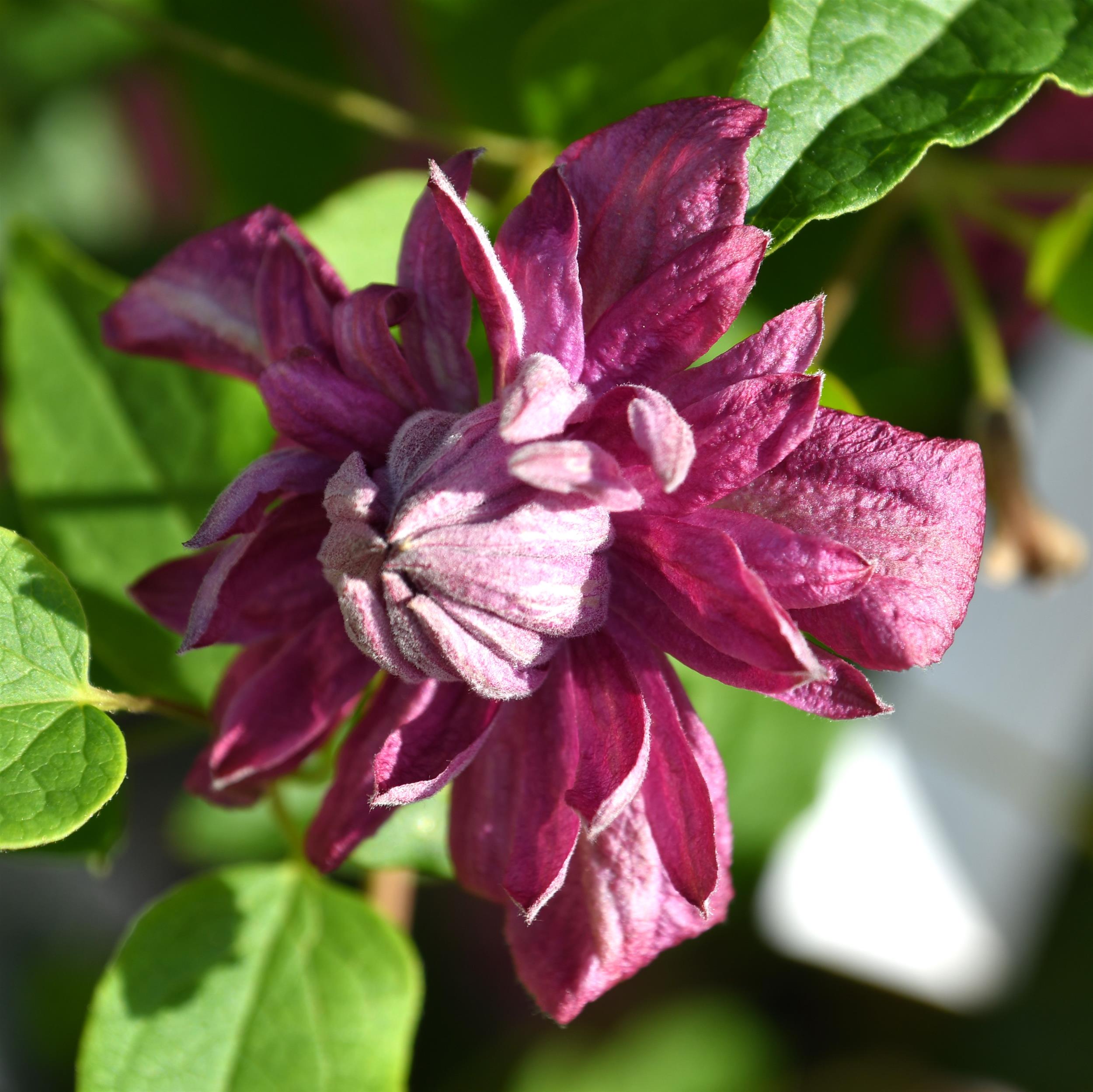 Clematis vitic.Purpurea Plena Elegans