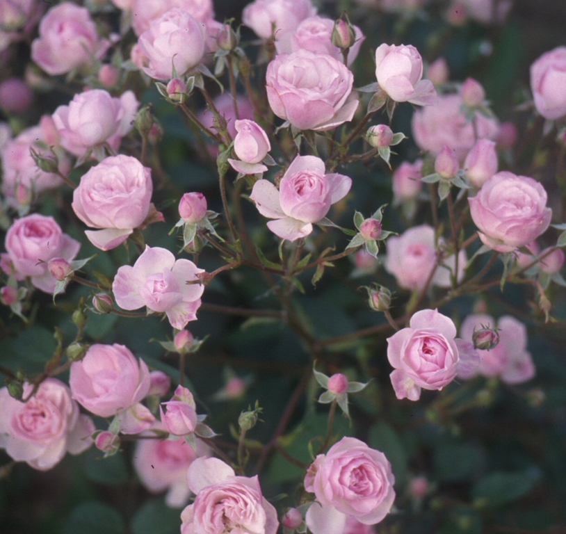 Mozart´s Lady - Stammrose 110 cm