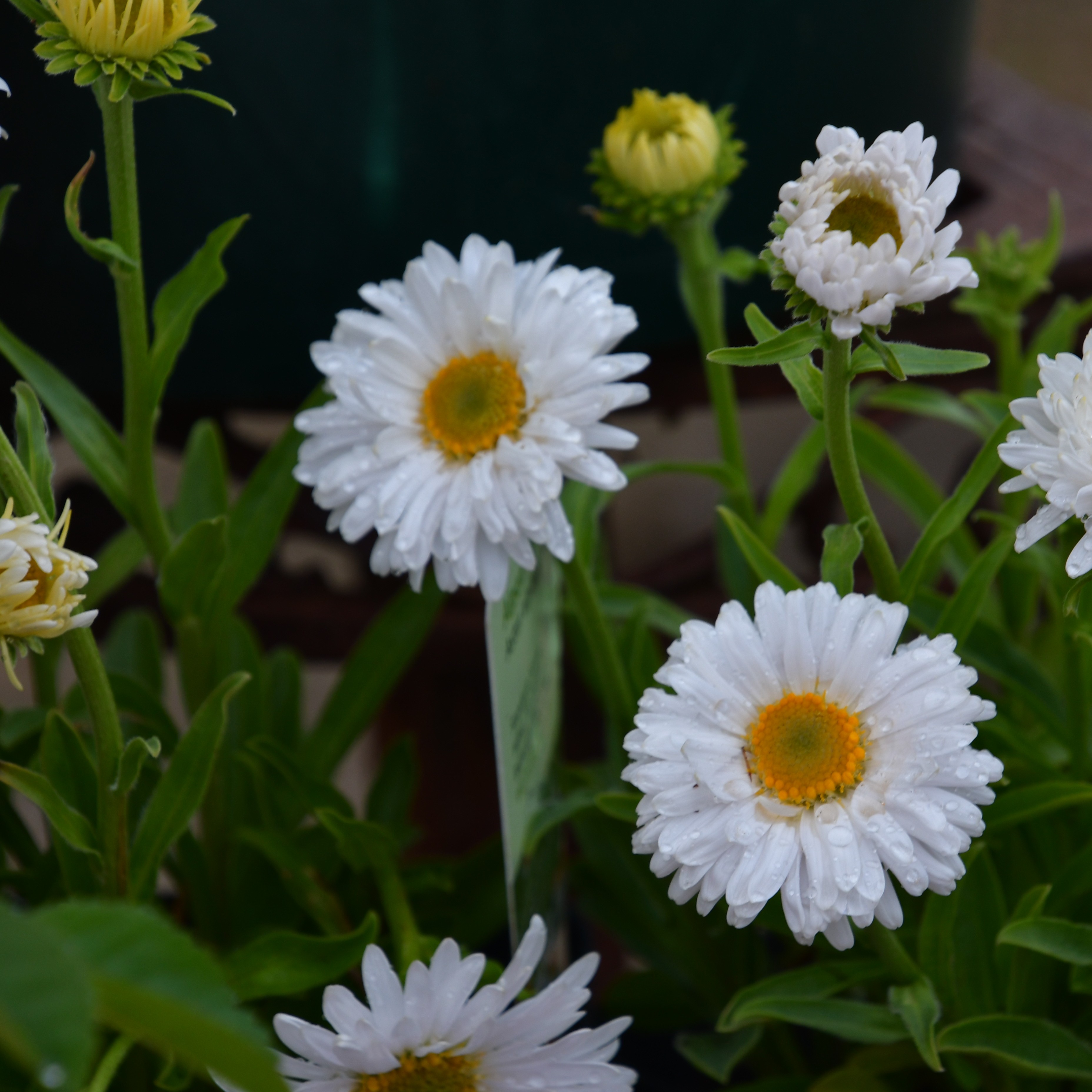 Aster alpinus 'Albus' 1L