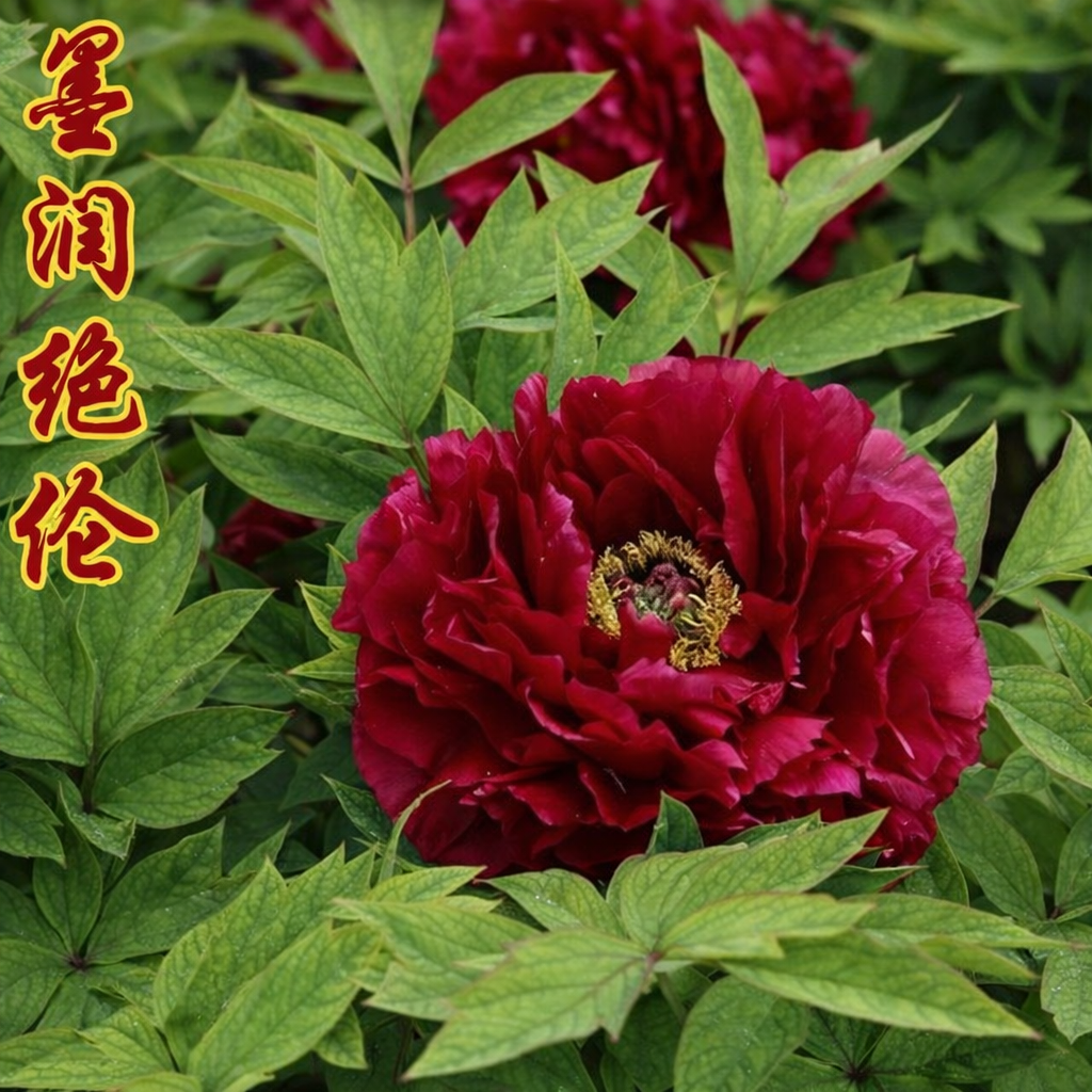 Paeonia suffruticosa Mo Run Jue Lun