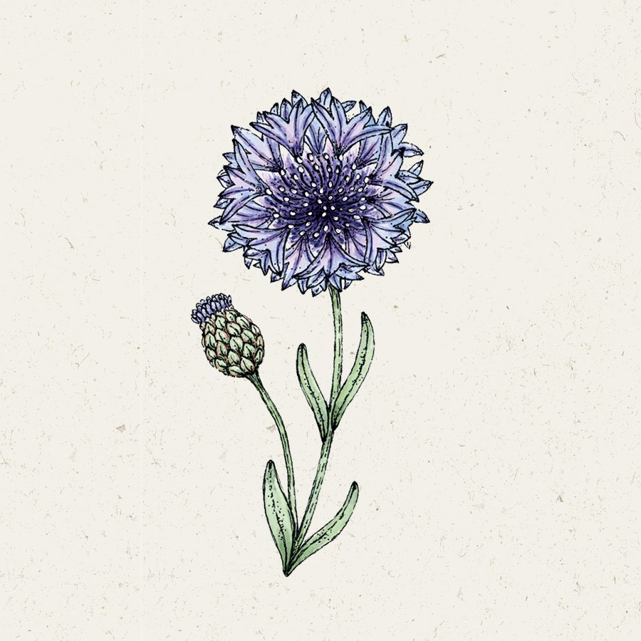 Centaurea Cyanus 'Classic Fantastic' (Kornblume)