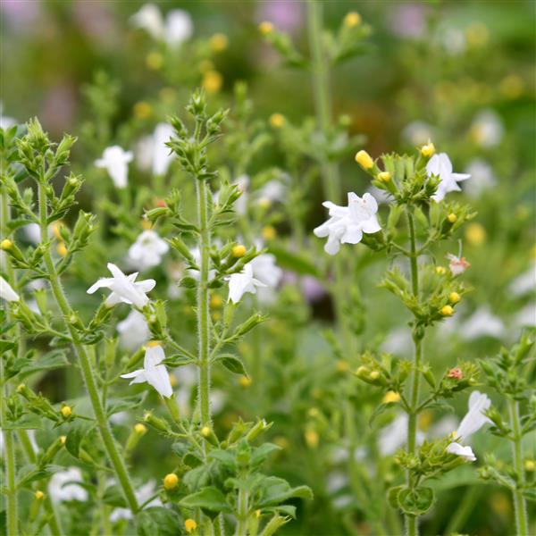Calamintha nepeta 'Marvelette White' 1L