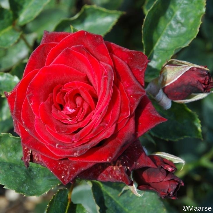 Black Baccara