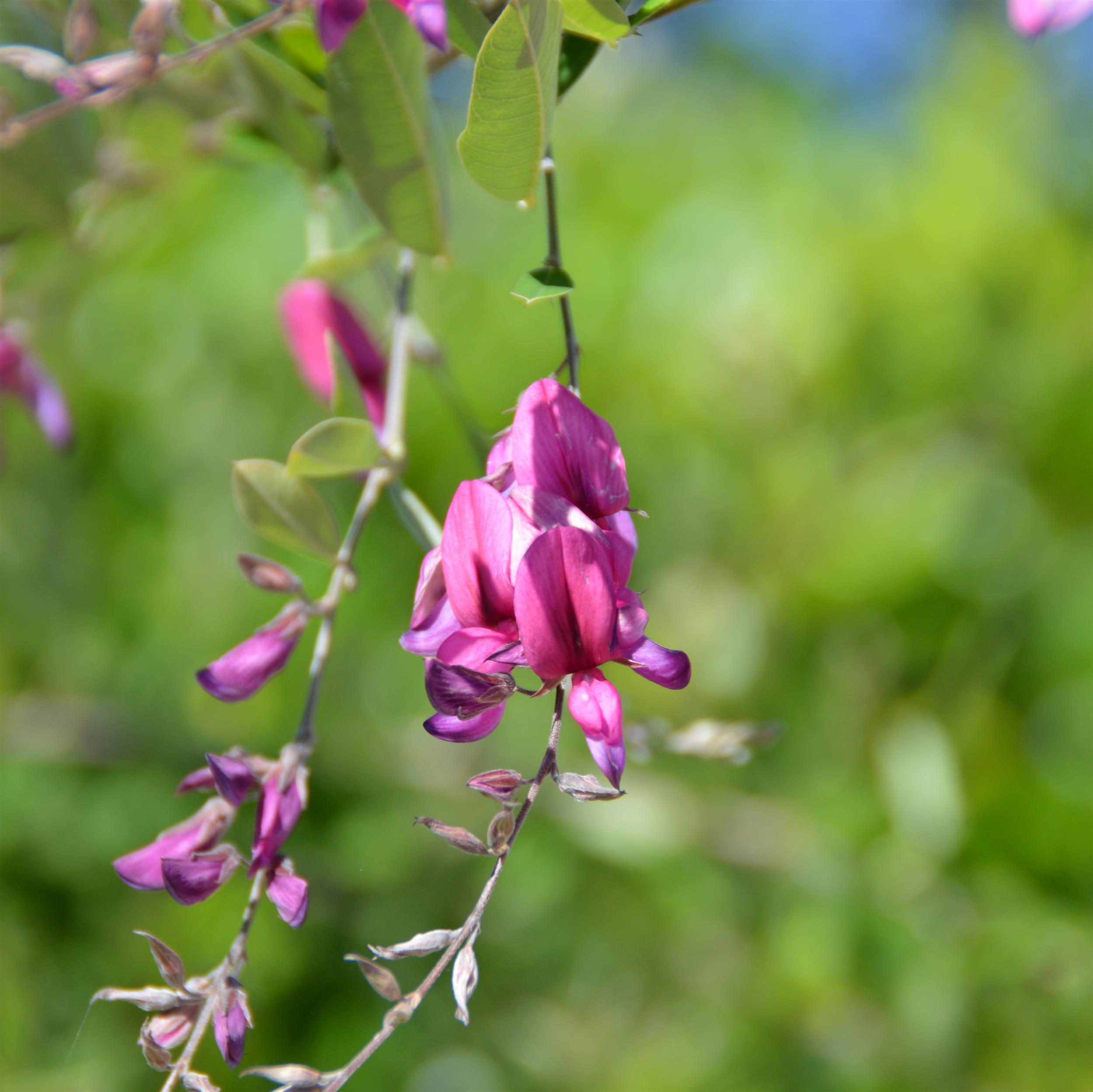 Lespedeza thunbergii