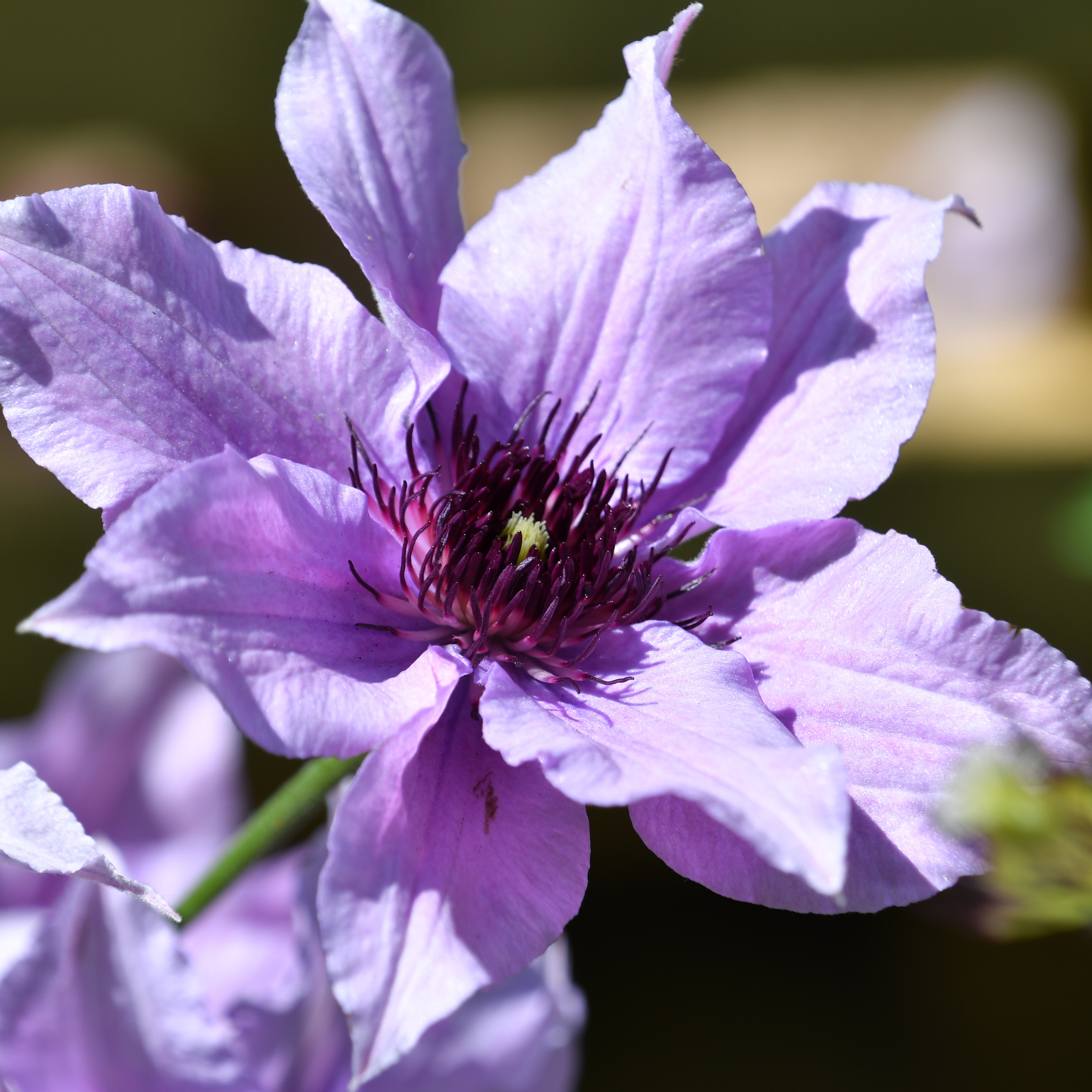 Clematis hybride Königskind Rosa