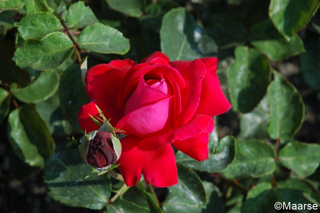 Dame de Coeur - Stammrose 110 cm