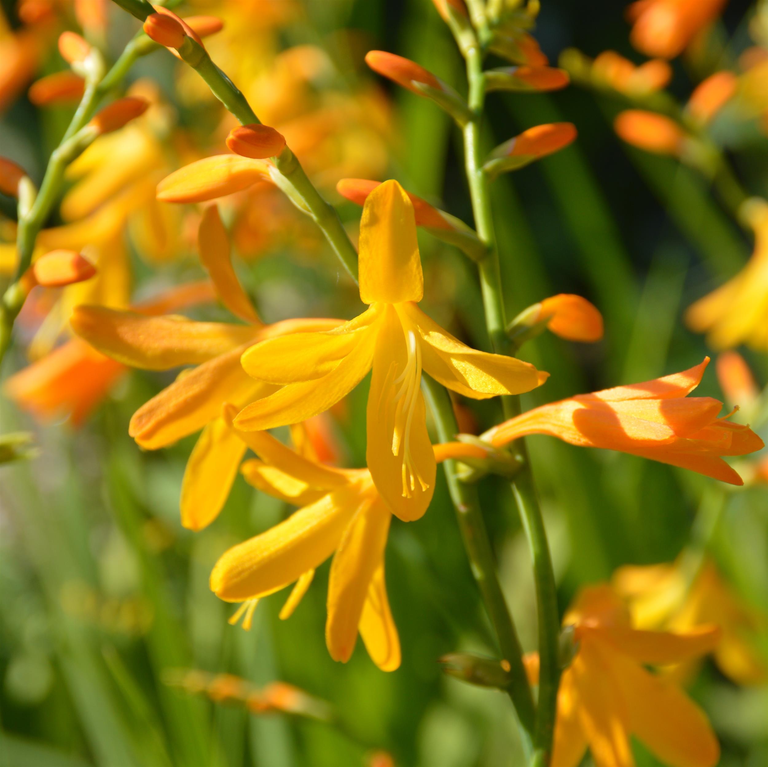 Crocosmia ´George Davidson` 2L