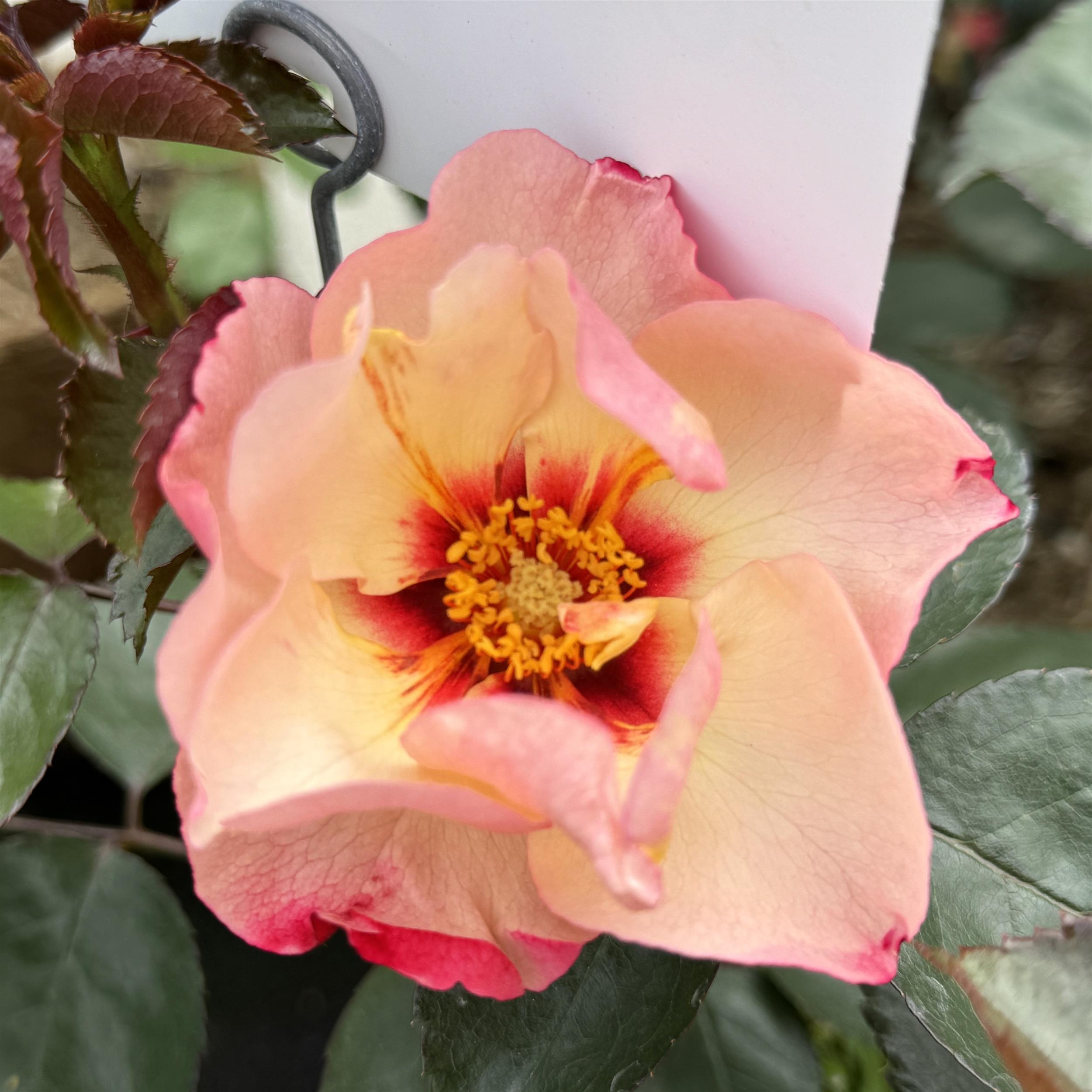 Alisar Princess of Phoenicia