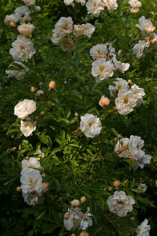 Ghislaine de Feligonde