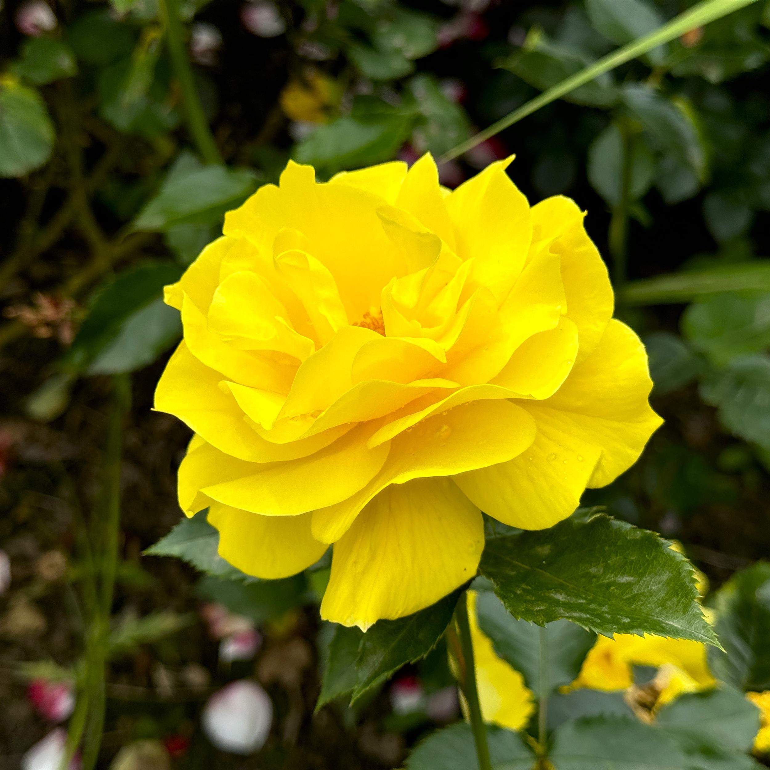 Friesia
