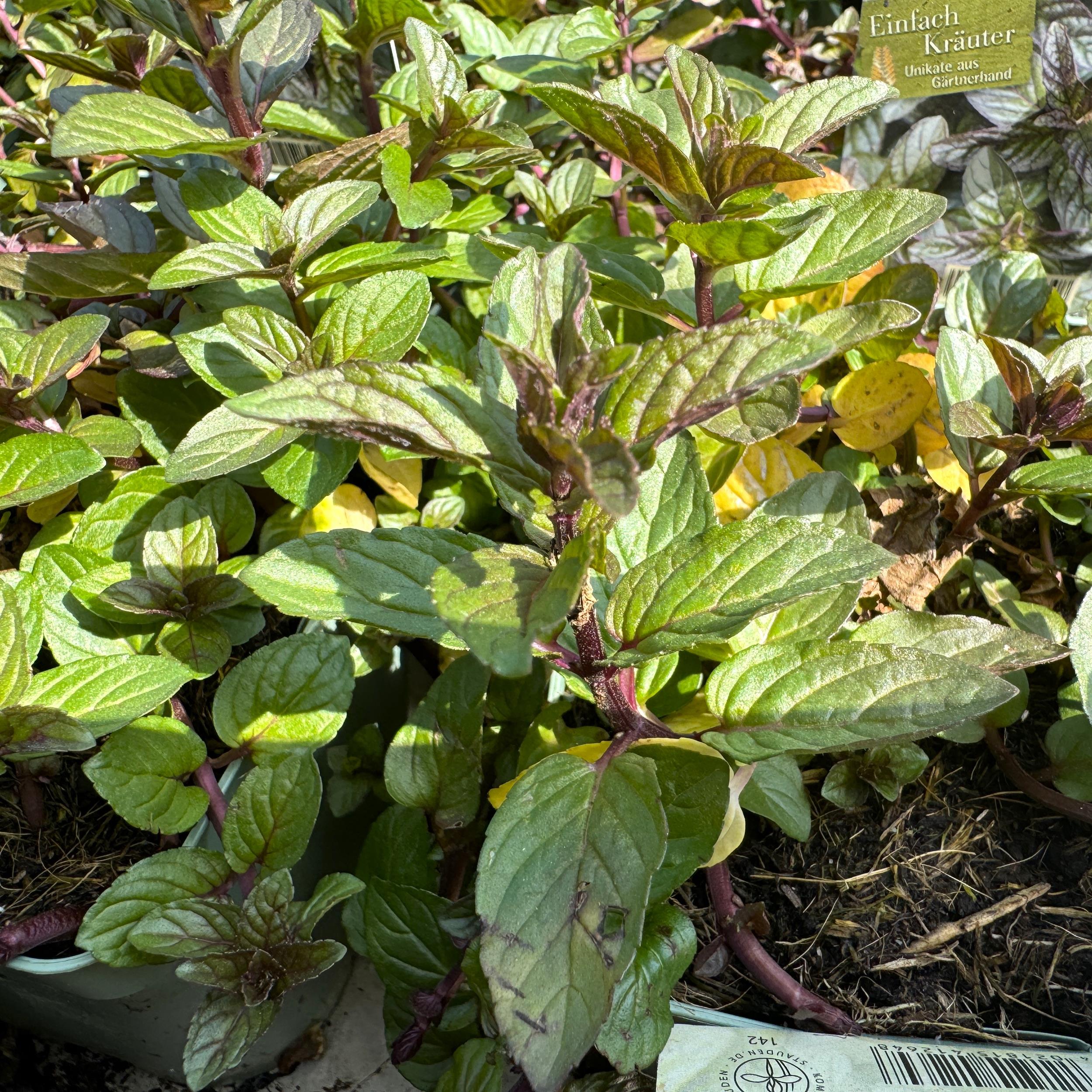 Mentha piperita Chocolate 1L