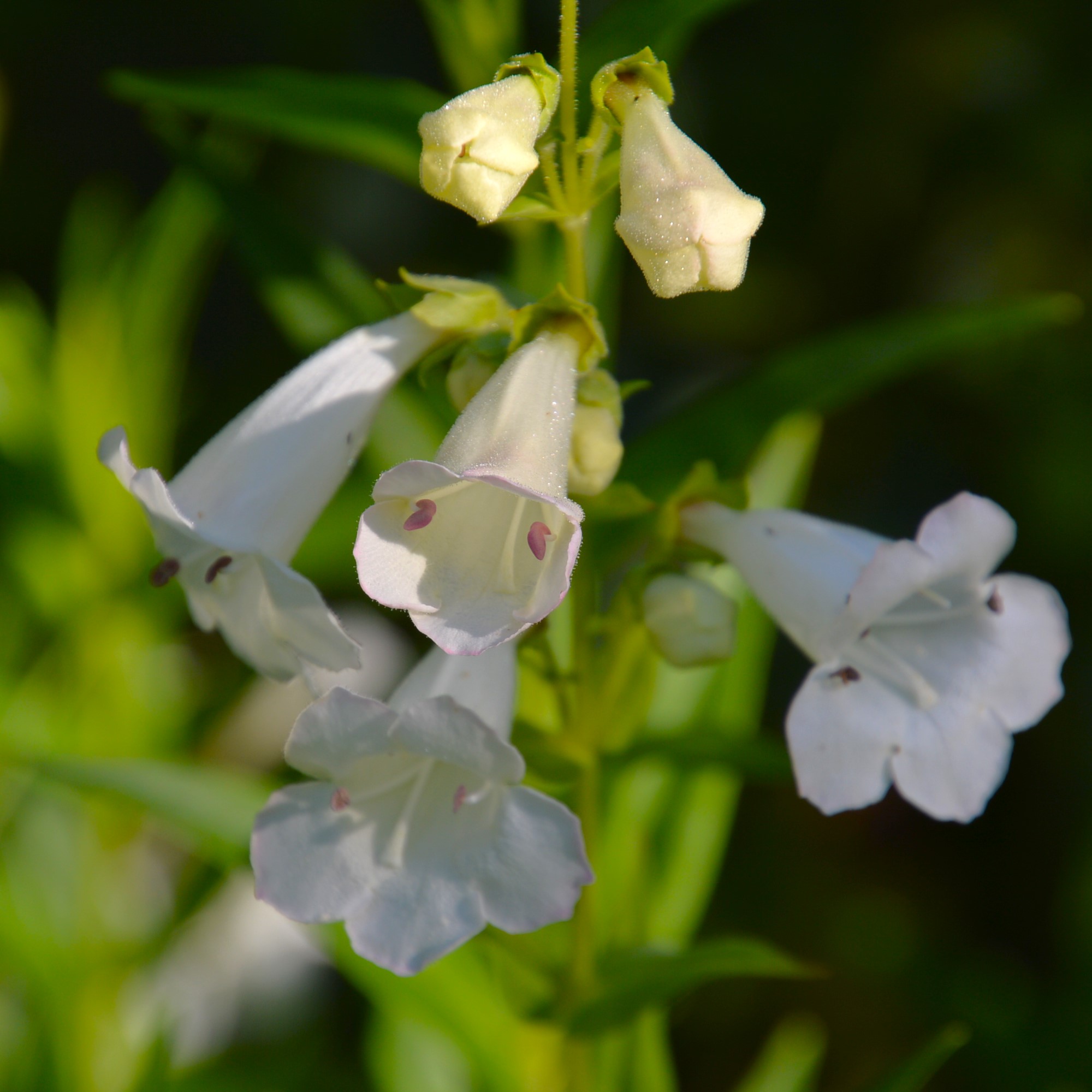 Penstemon 'White Bedder' 1L