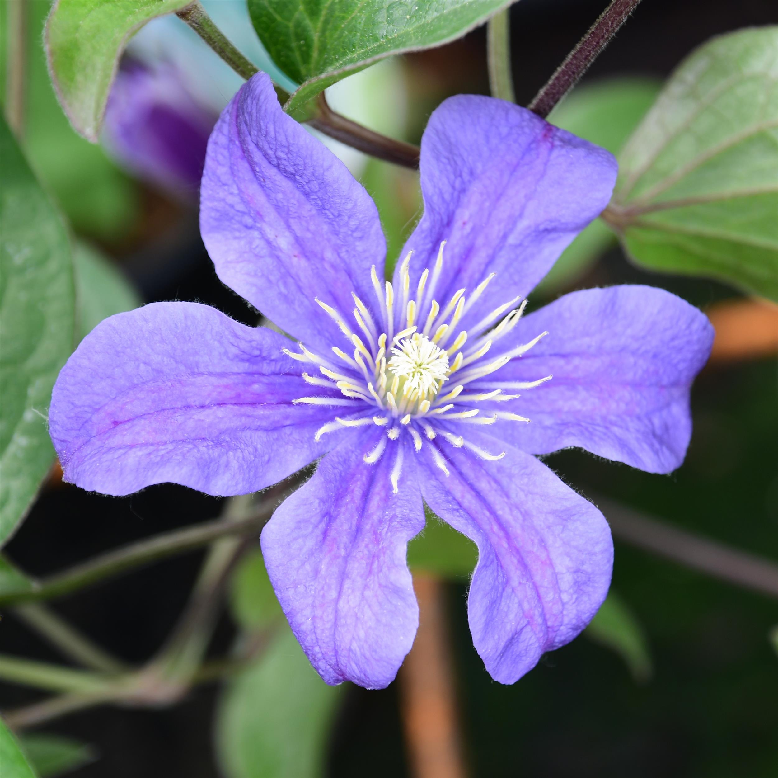 Clematis integrifolia