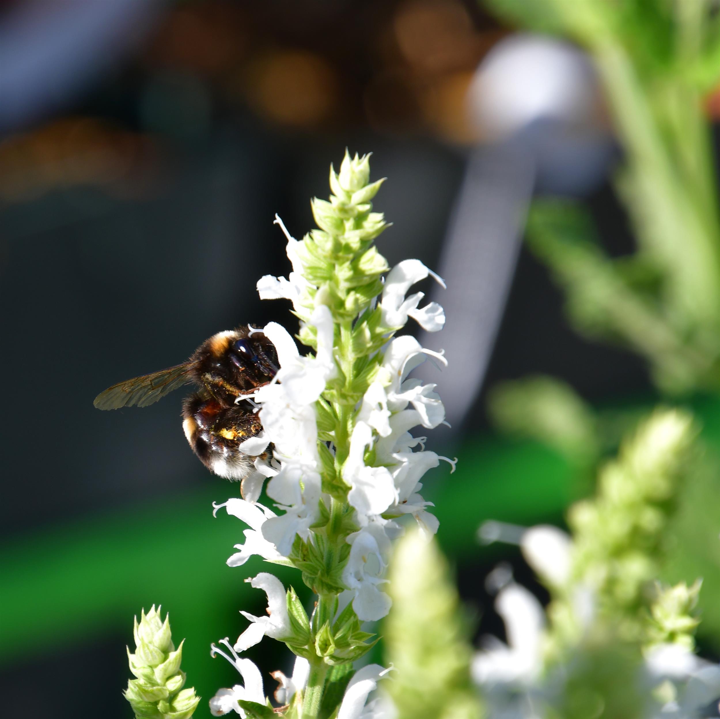 Salvia nemorosa 'Adrian'/Schneehügel 2L