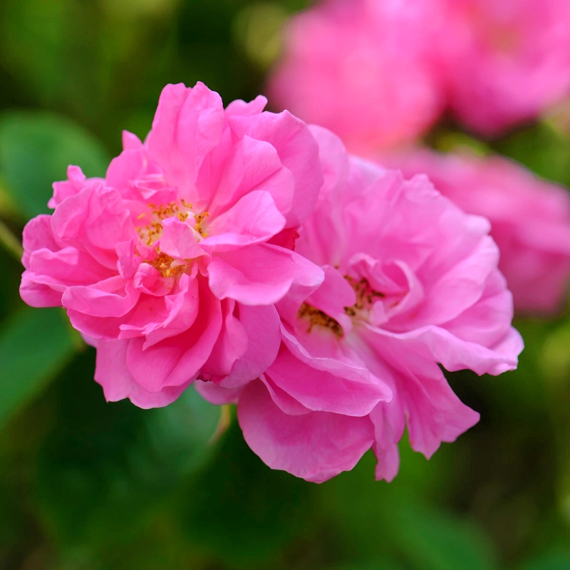 Kazanlik / Rosa damascena Trigintipetala