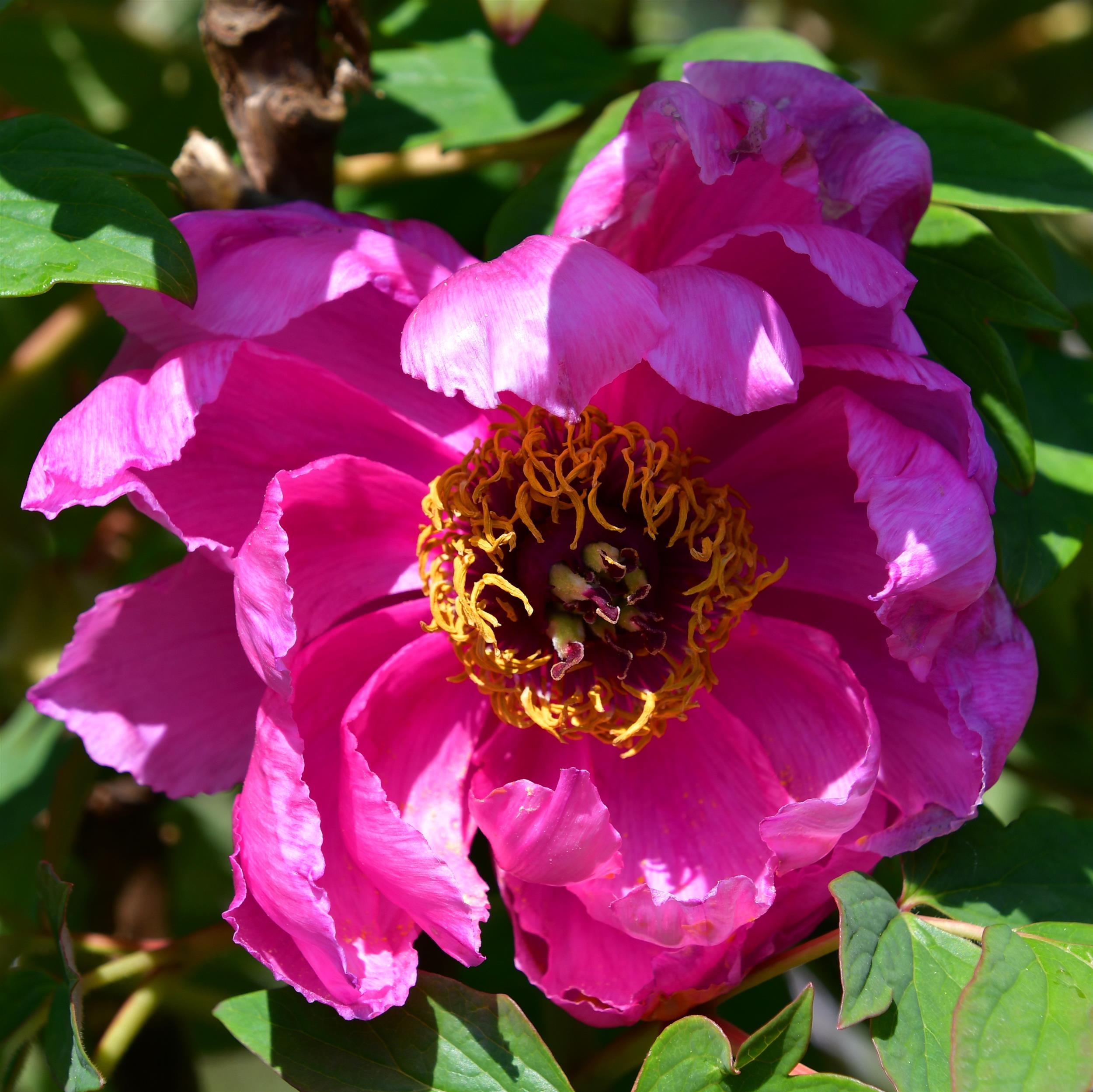 Paeonia suffruticosa Lu He Hong