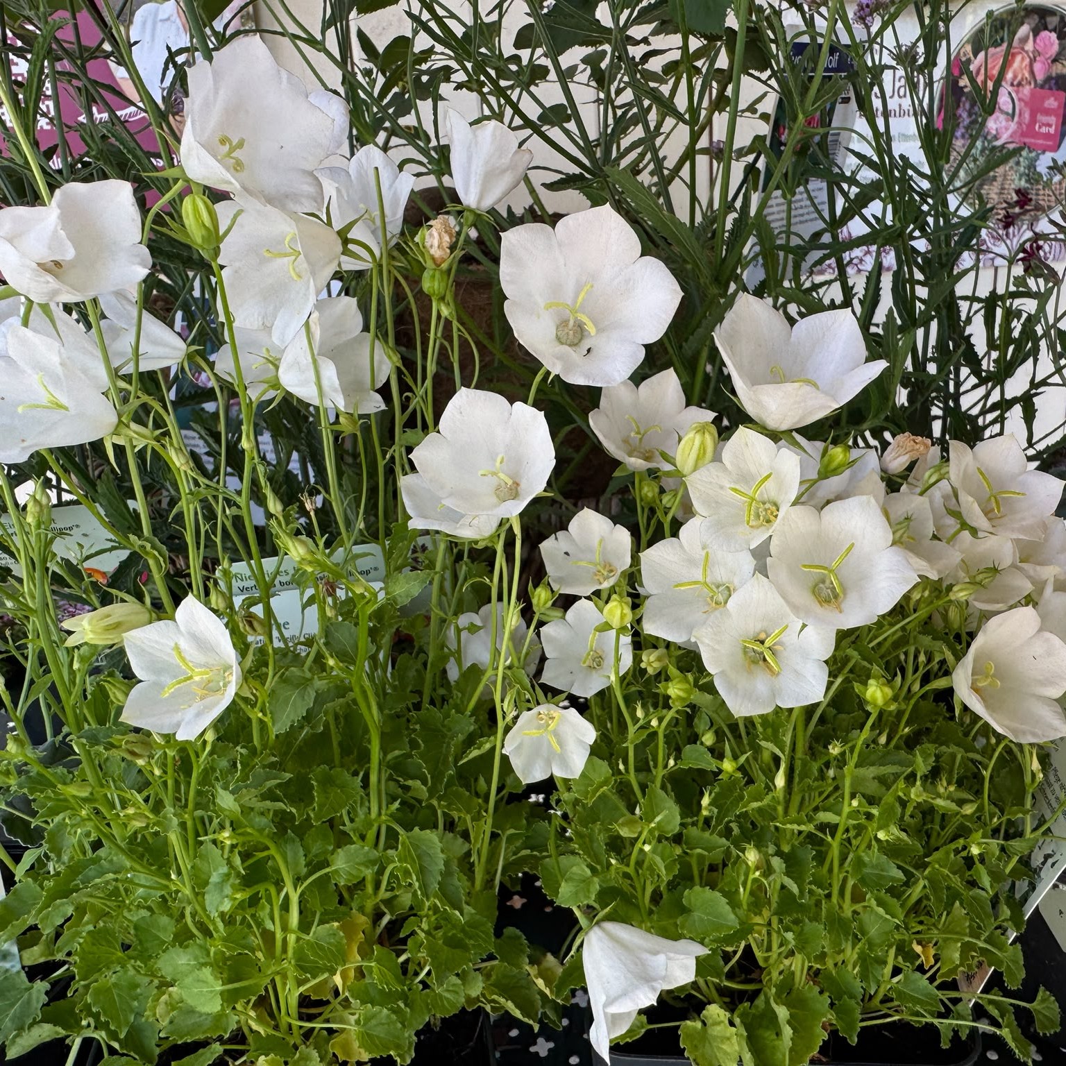 Campanula carpatica Weiße Clips 1L