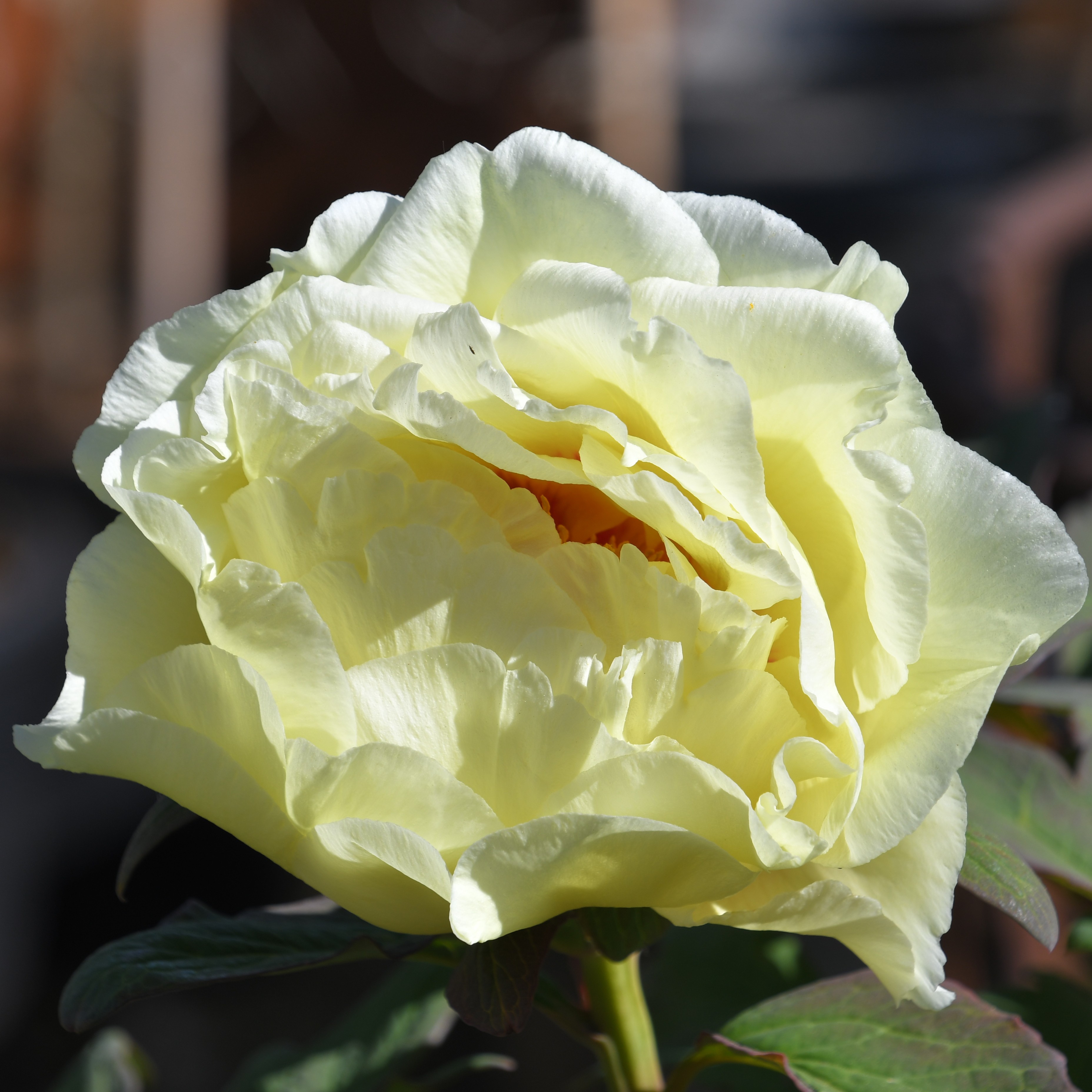 Paeonia suffruticosa Hai Huang