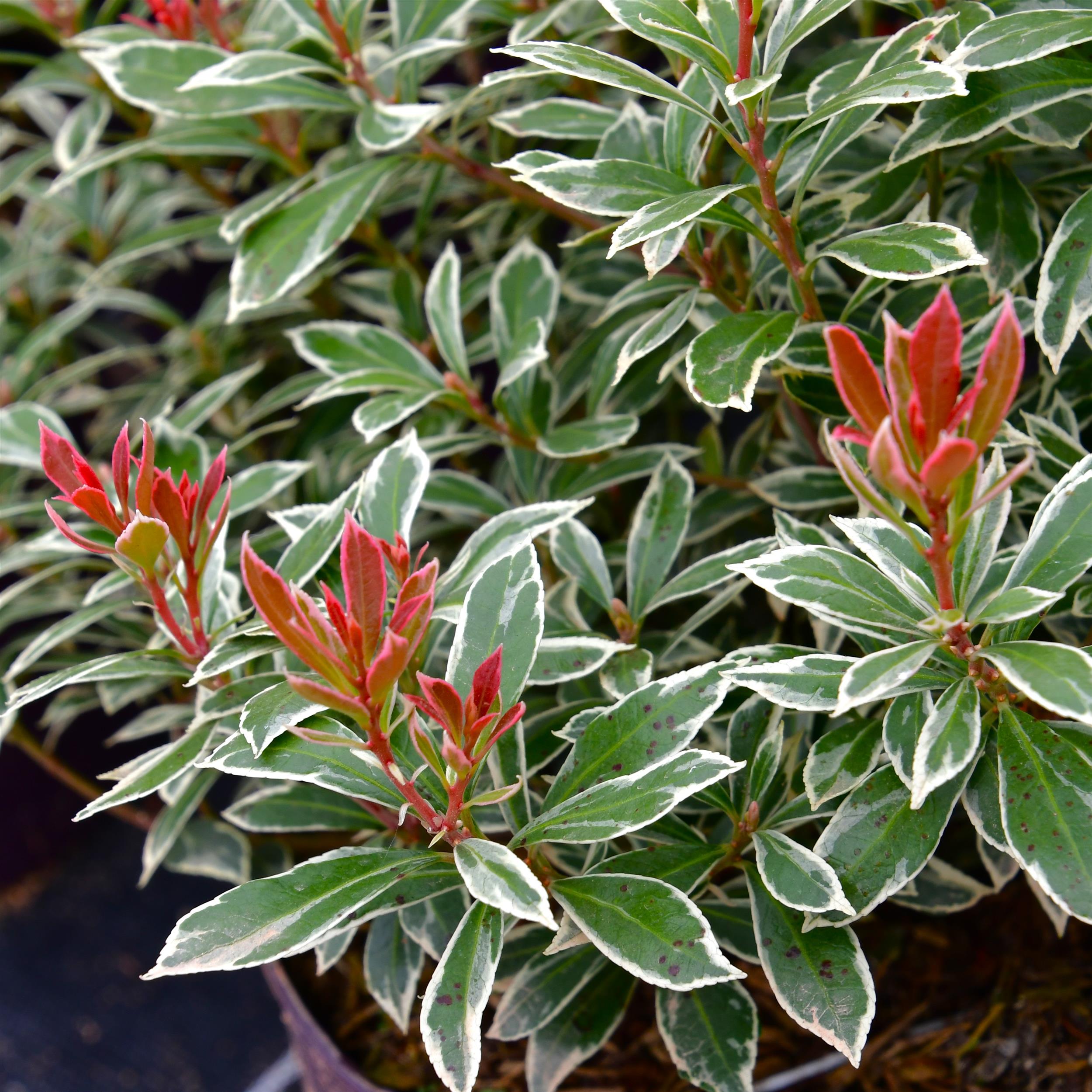 Pieris japonica 'Little Heath'