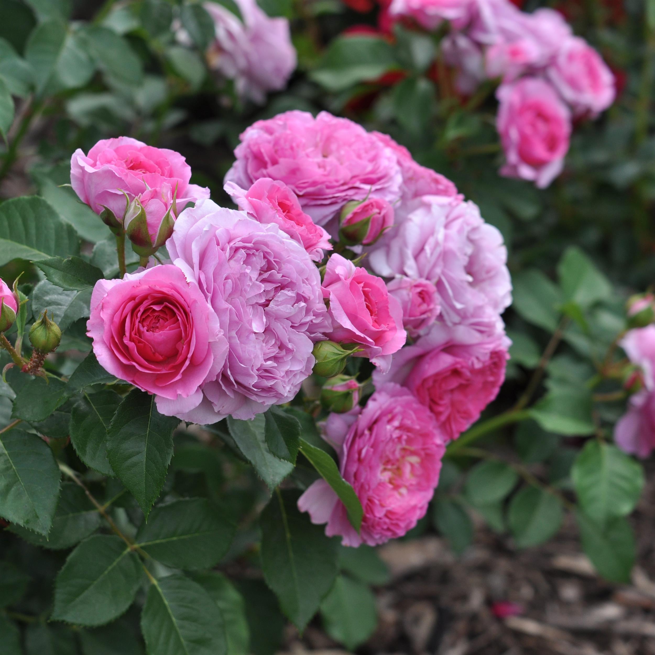 Renée van Wegberg - Essbare Rose